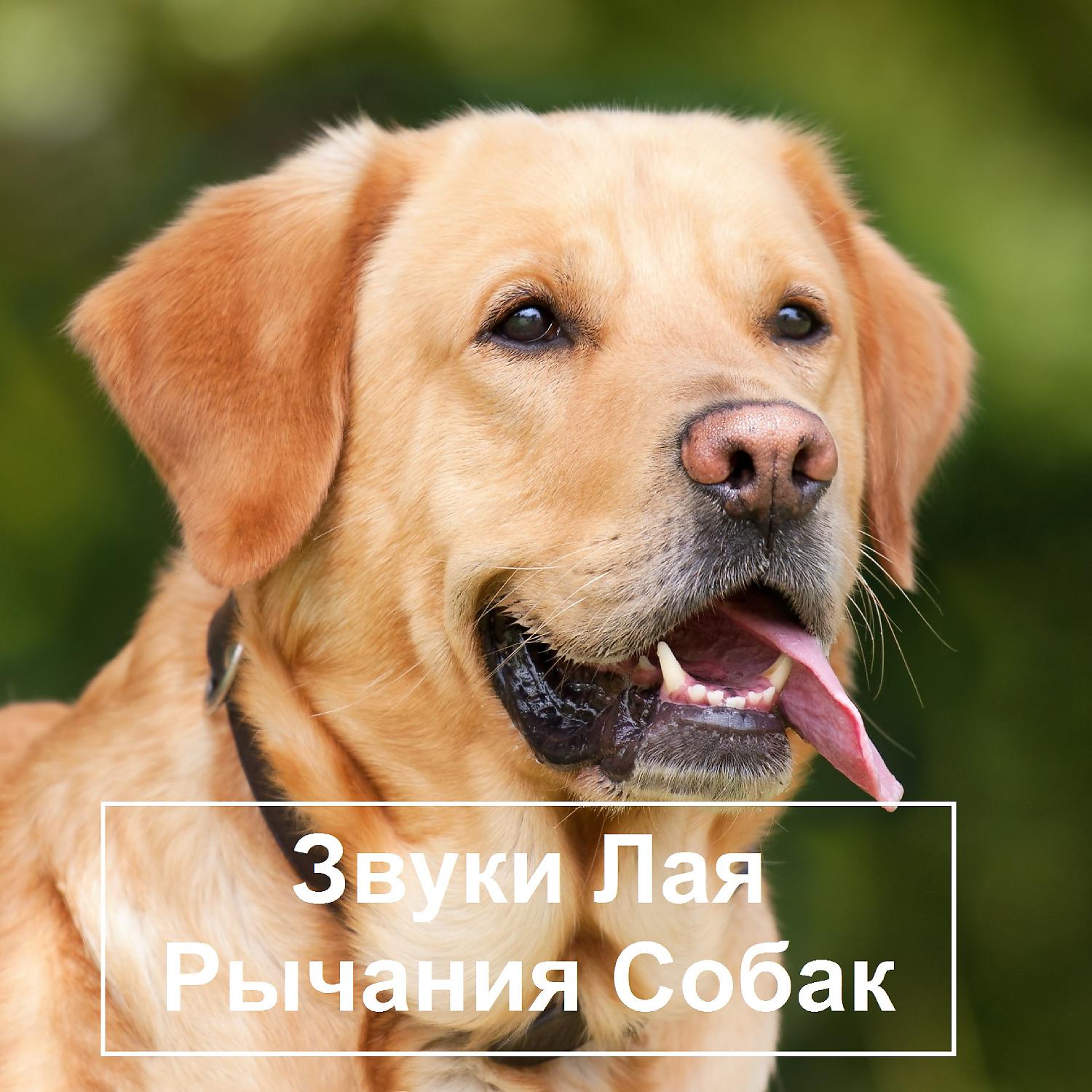 Постер альбома Звуки Лая Рычания Собак