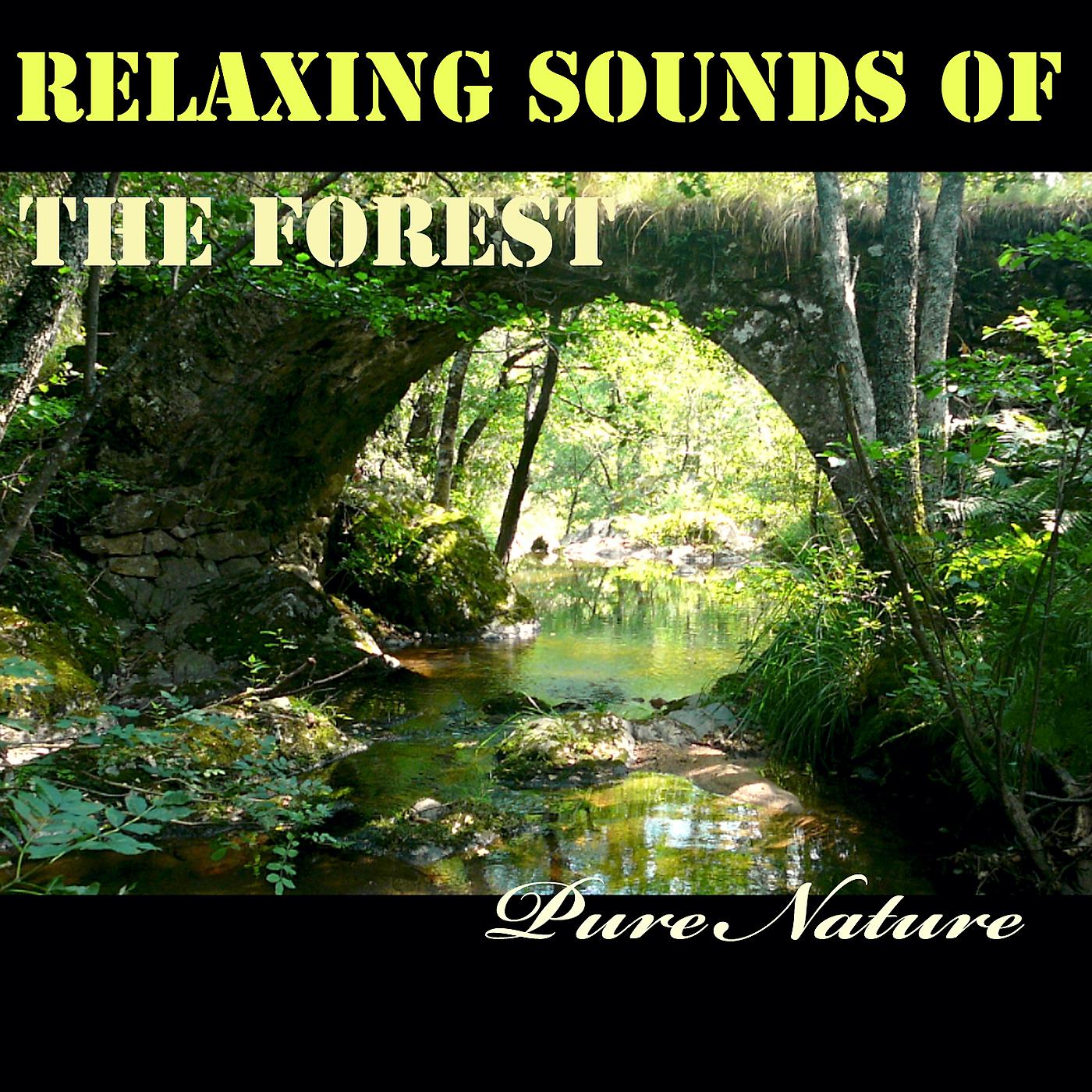 Постер альбома Relaxing Sounds of the Forest