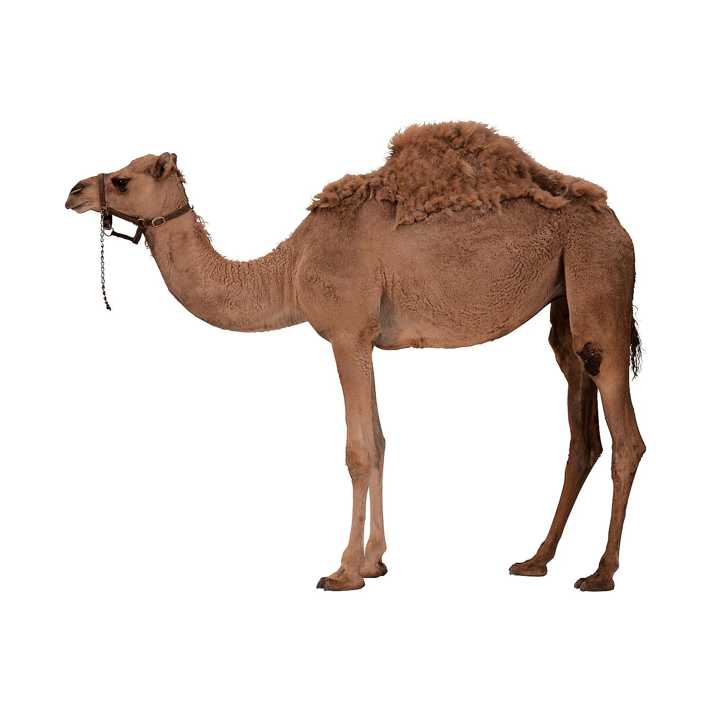 Верблюд метис 3 буквы. Карточки Домана верблюд. Одногорбый верблюд. Карточка верблюд. Верблюд для детей.