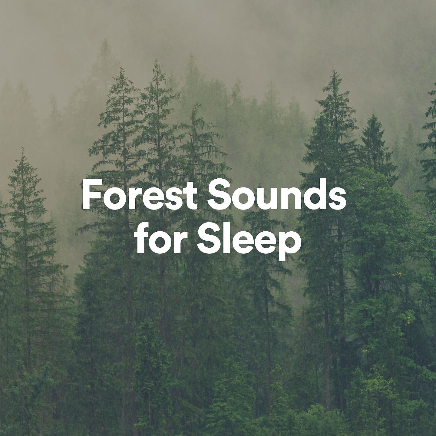 Постер альбома Forest Sounds for Sleep