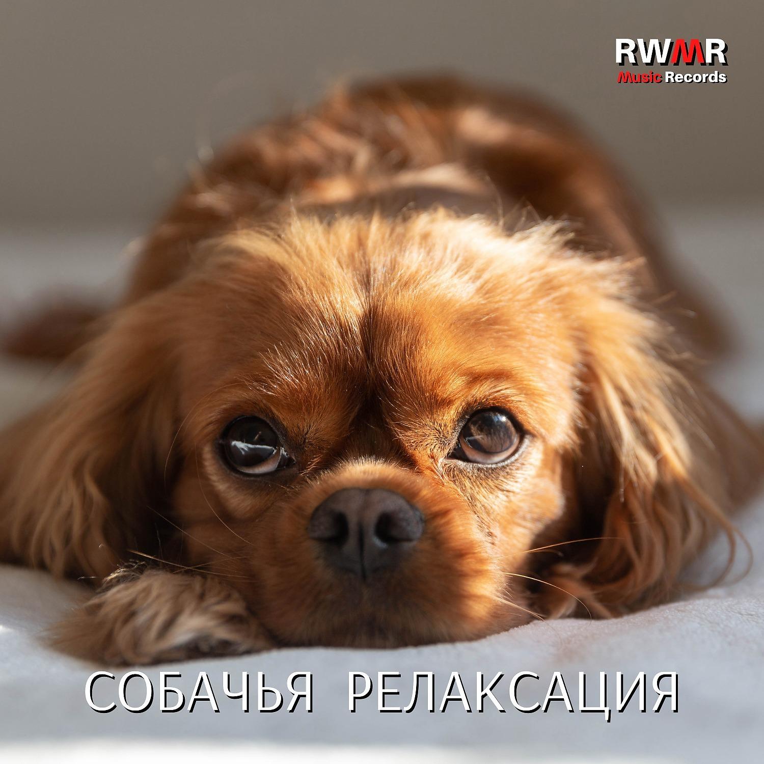 Постер альбома Релаксация собаки - Расслабляющая музыка для собак, успокаивающие и успокаивающие звуки для животных, антистрессовая терапия, преодоление беспокойства, успокаивающее фортепиано