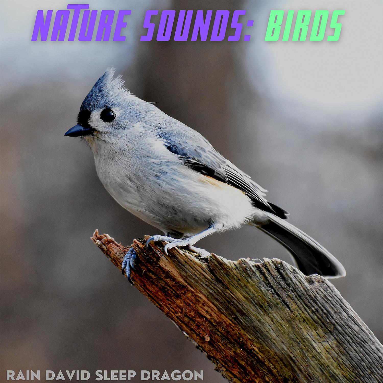 Постер альбома Nature Sounds: Birds