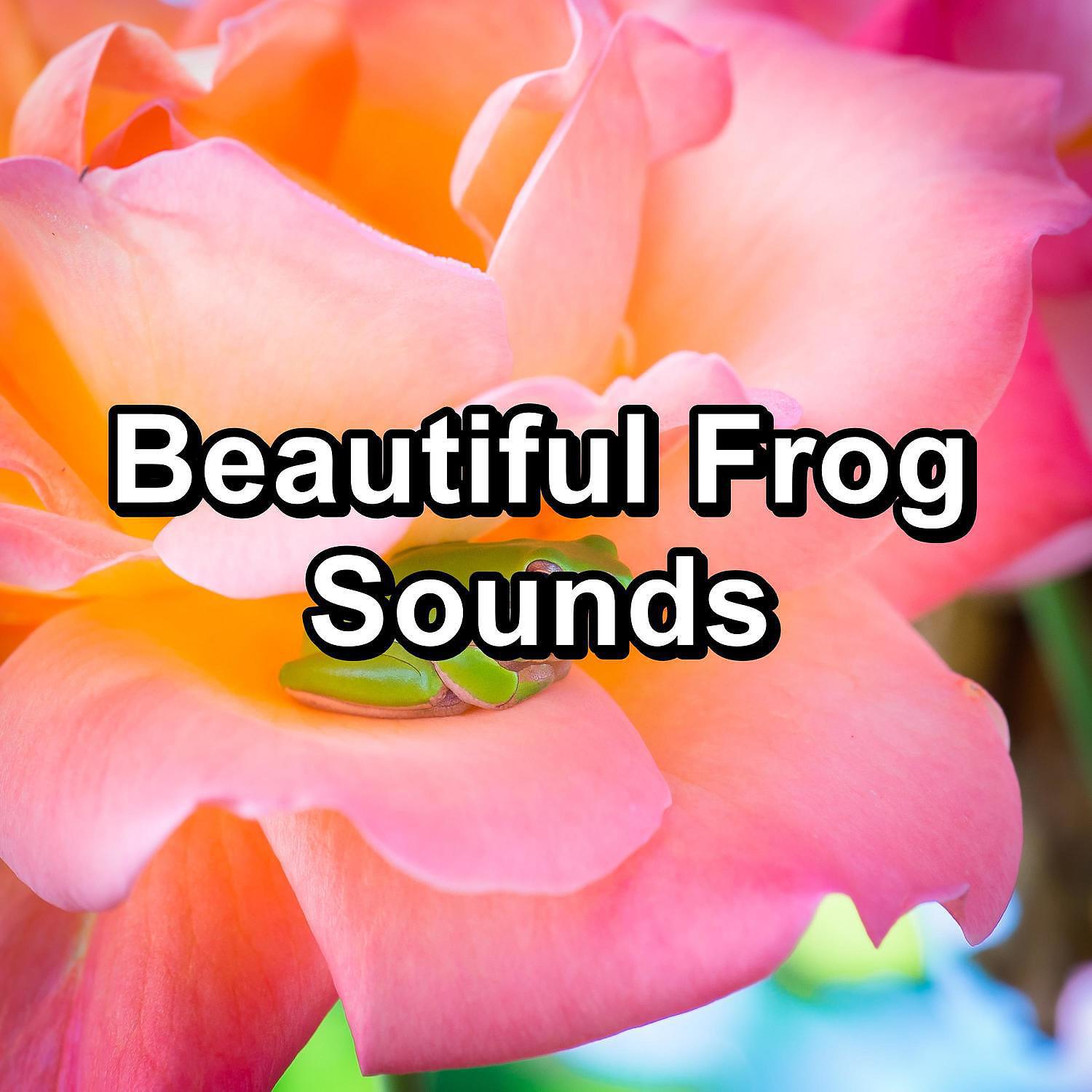 Musica Relajante - Nature Frogs Marsh Sounds