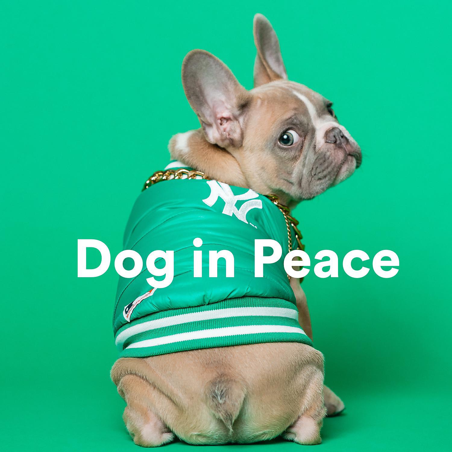 Постер альбома Dog in Peace