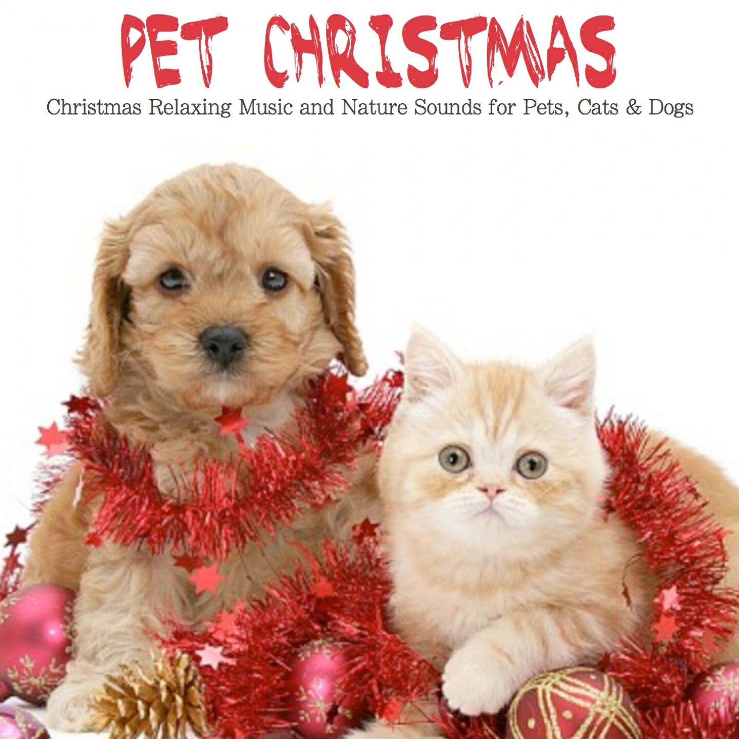Reflex Respect - 1H Pet Music Therapy (Five Pet Music World)