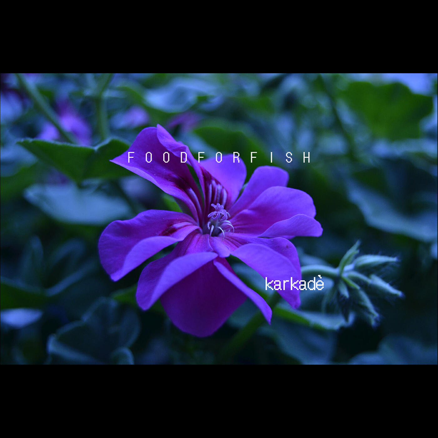 FOOD FOR FISH - Cloudjumper