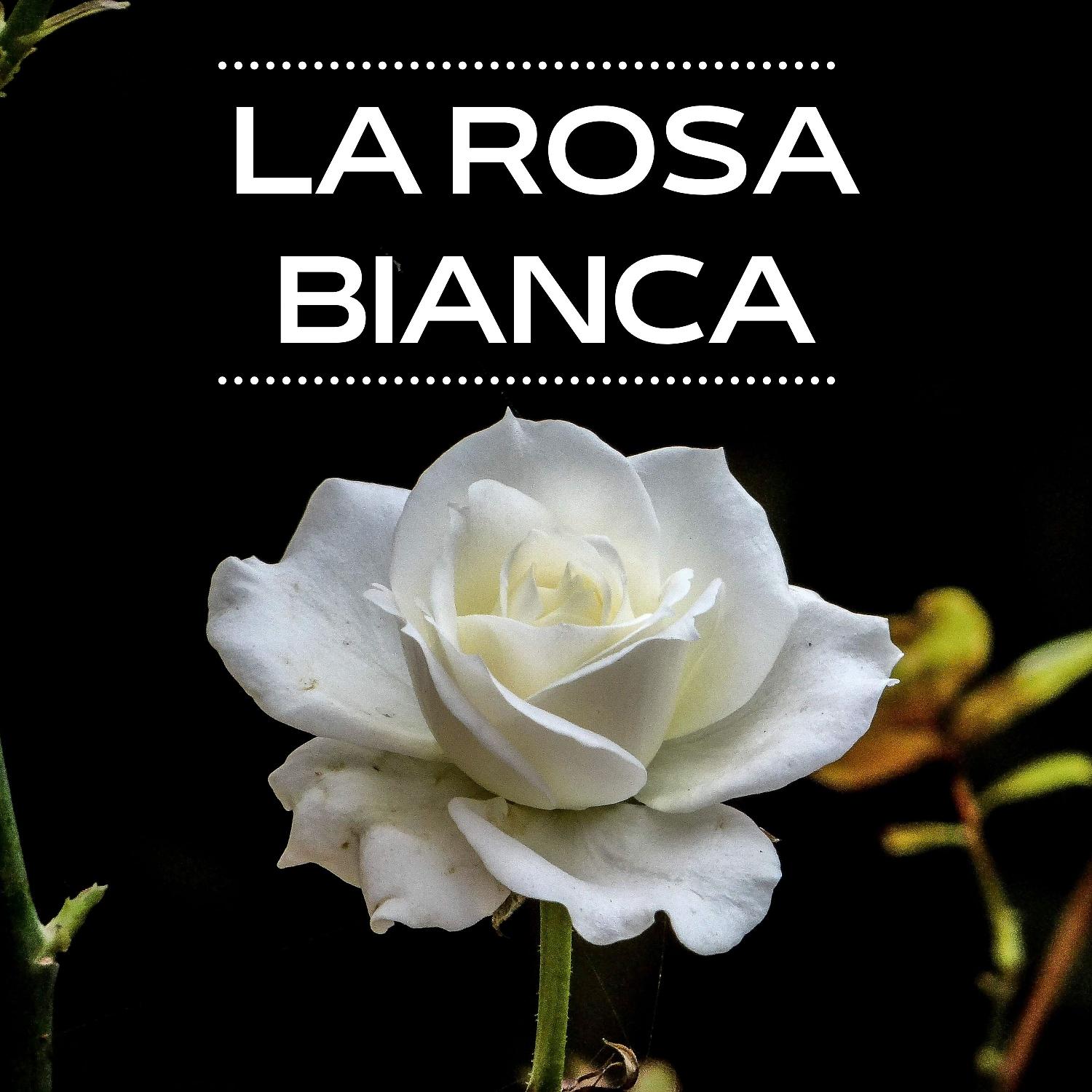 Постер альбома La Rosa Bianca