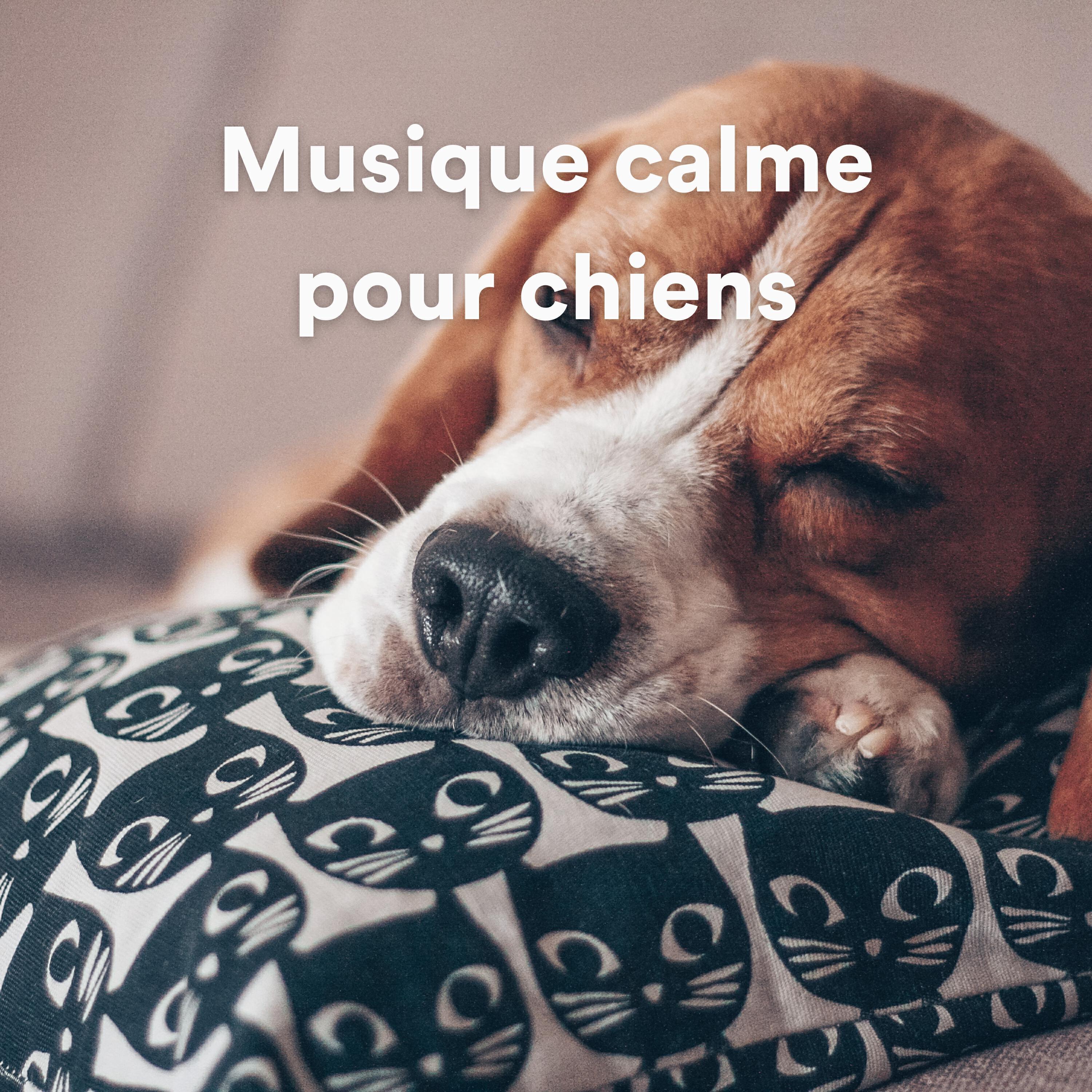 Music for Dog's Ears - фото