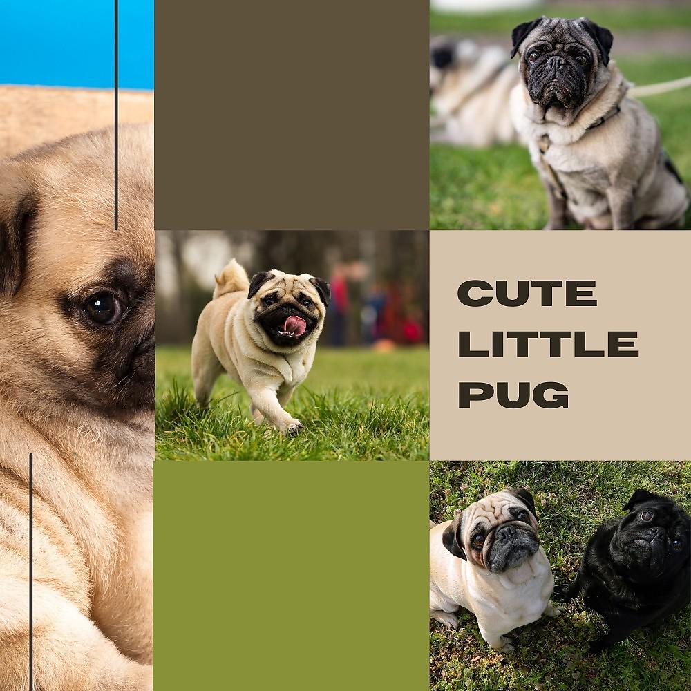 Постер альбома Cute Little Pug