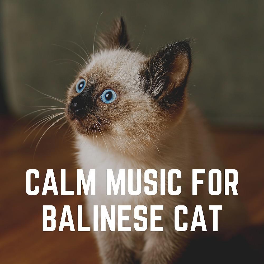 Постер альбома Calm Music for Balinese Cat