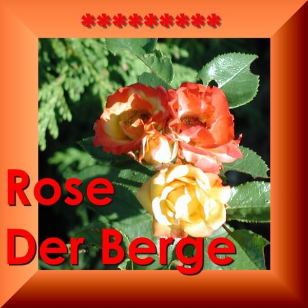 Постер альбома Rose Der Berge - Die Schönste Volksmusik