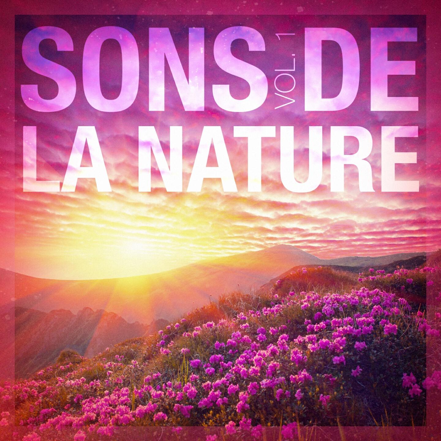 Ambiance forêt - Sons de la pinède : Cigales