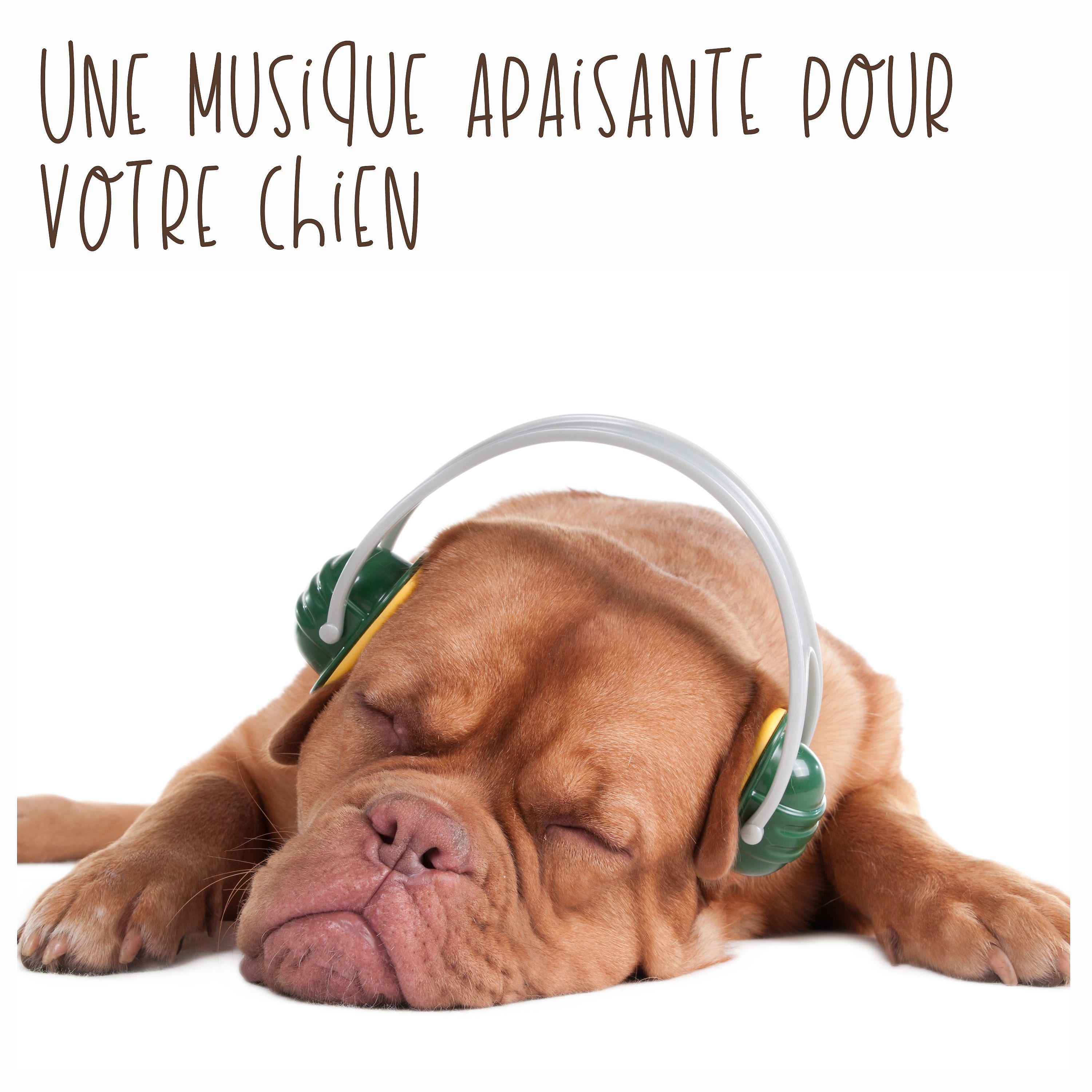 Постер альбома Une musique apaisante pour votre chien