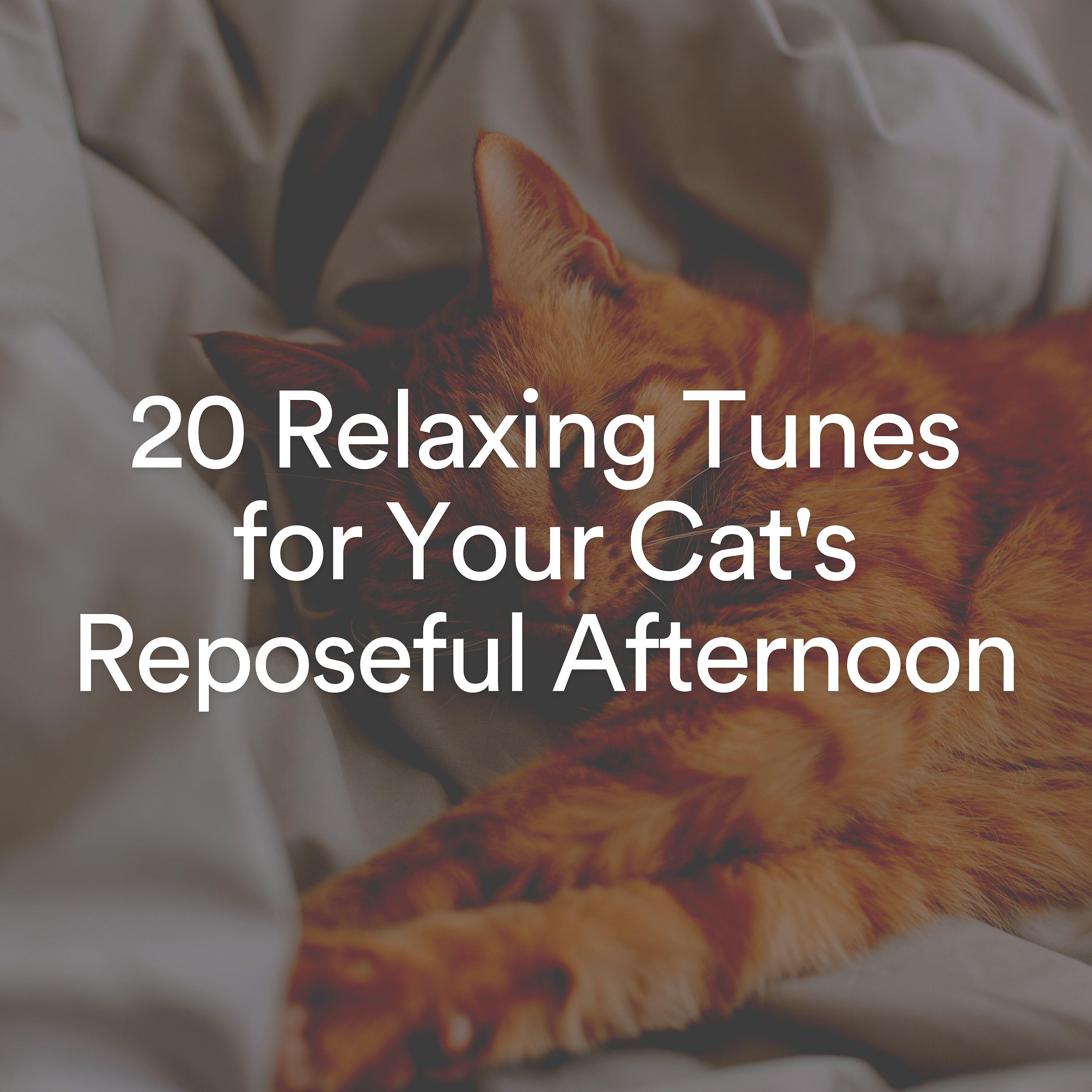 Постер альбома 20 Relaxing Tunes for Your Cat's Reposeful Afternoon