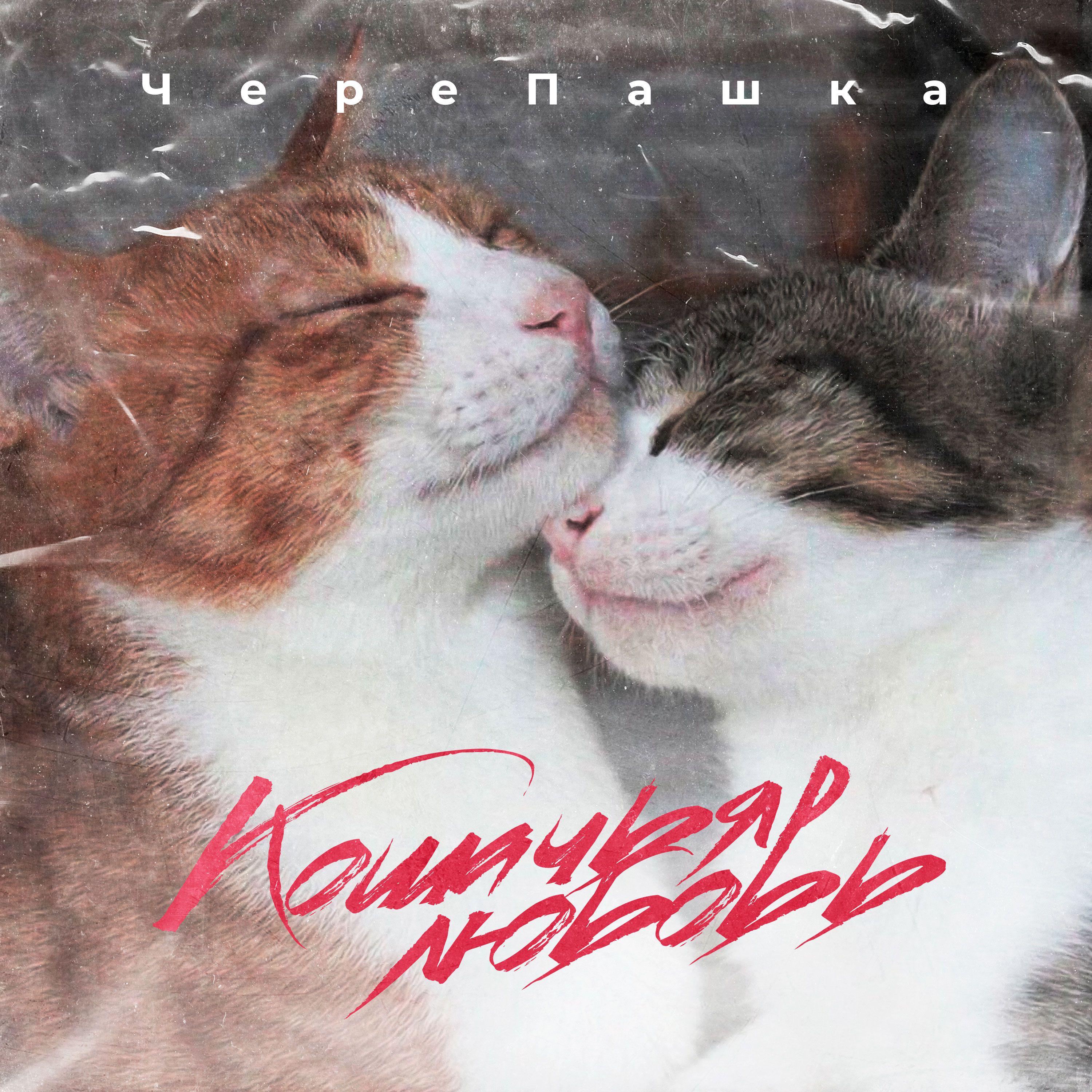 Постер альбома Кошачая любовь