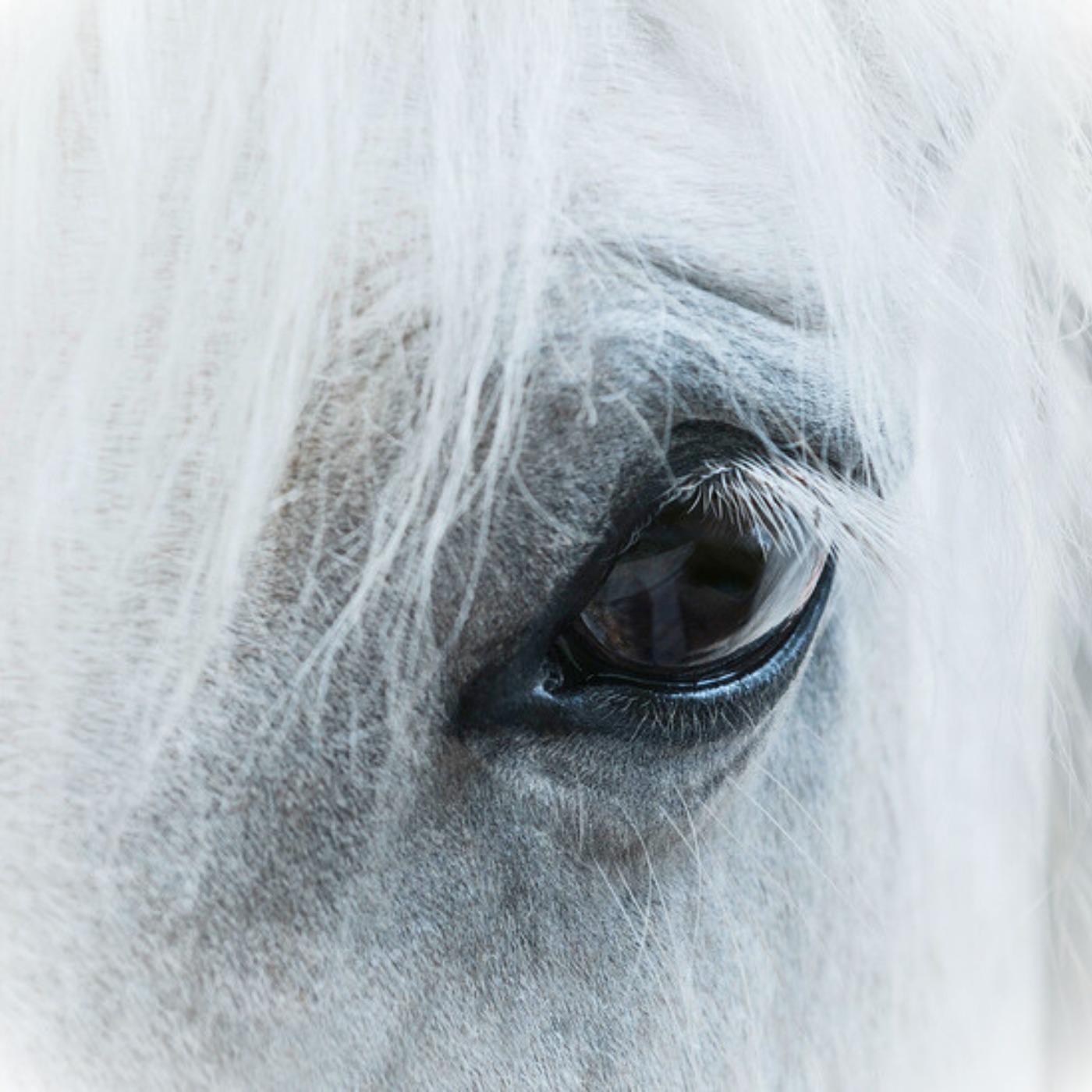 Постер альбома Белый конь