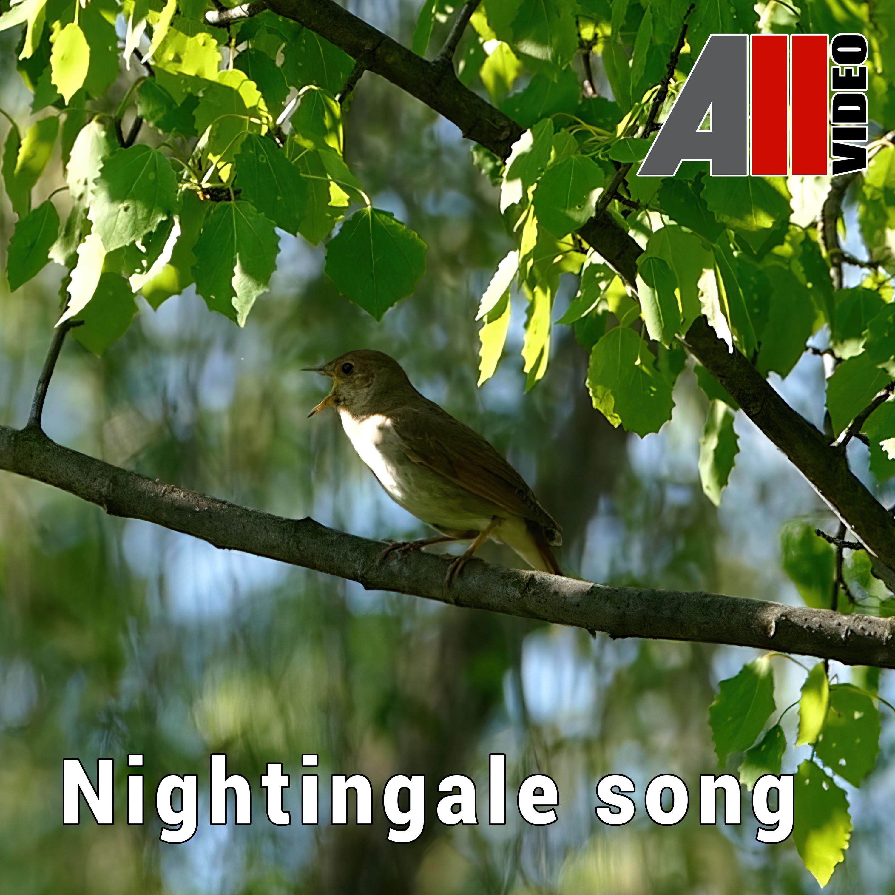 Постер альбома Nightingale song