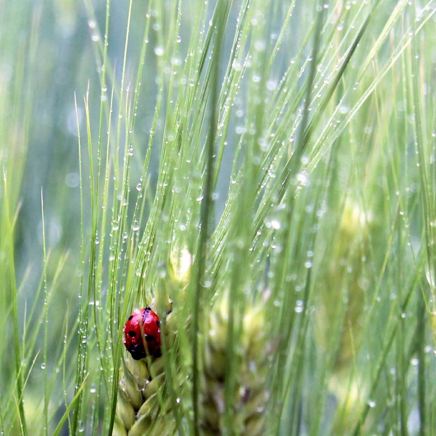 Альбом Манна исполнителя Сергей Милов