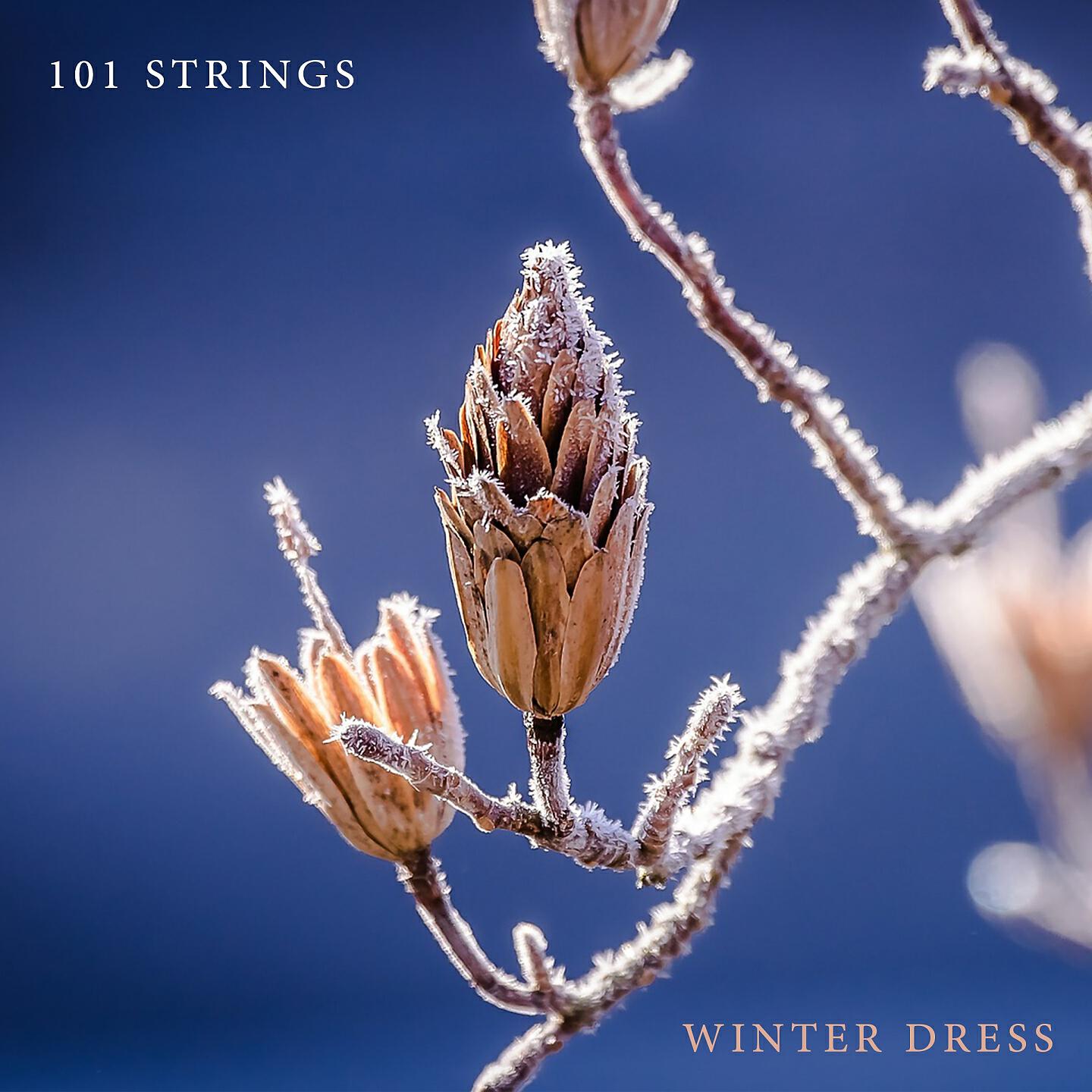 101 Strings - Torchlight