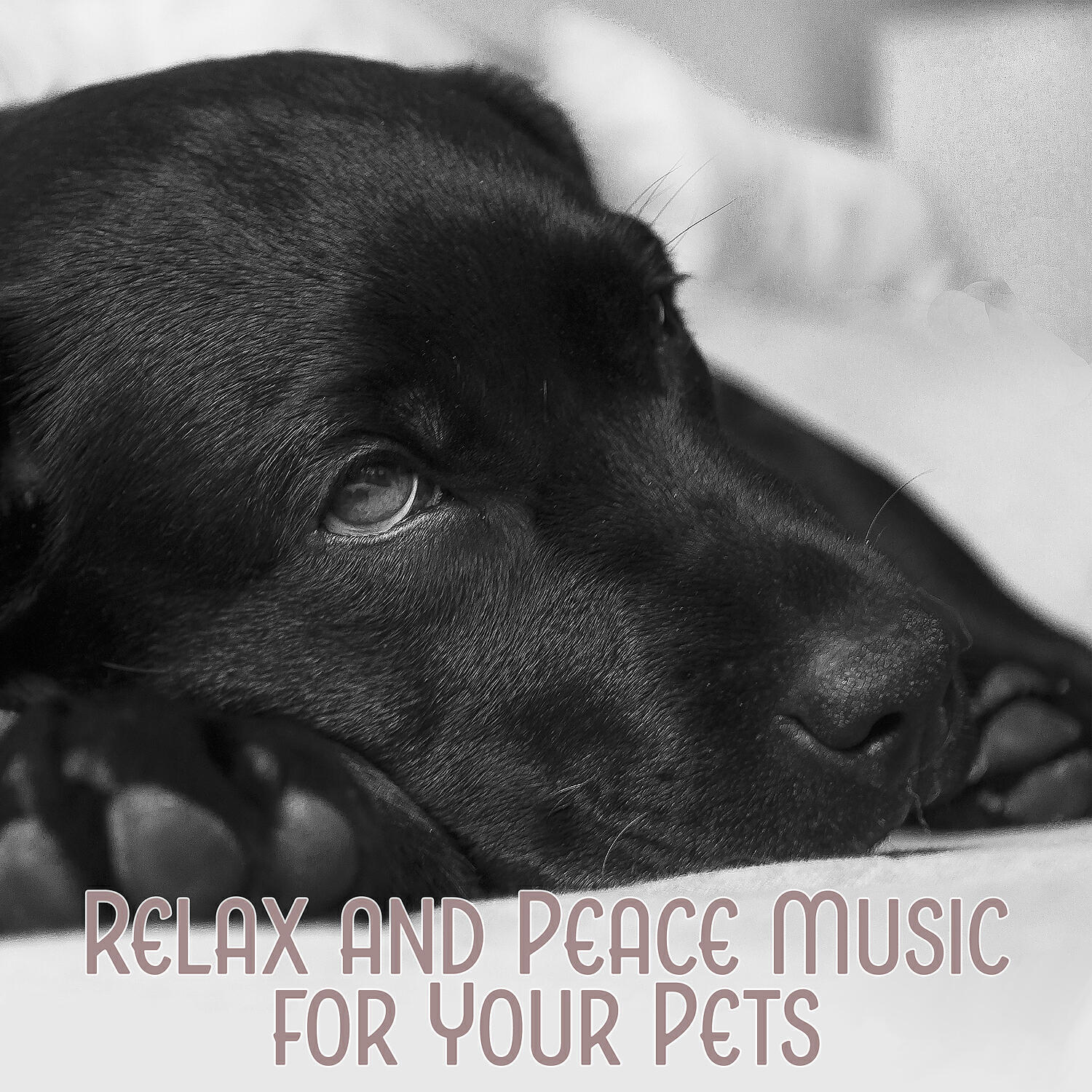 Pet Care Club - Happy to See You with Stress Relief