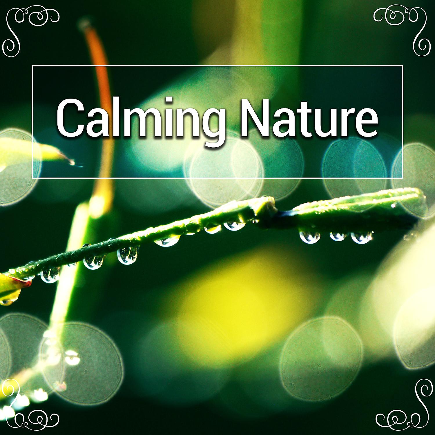 Постер альбома Calming Nature – Relaxation, Peace, Water Sounds