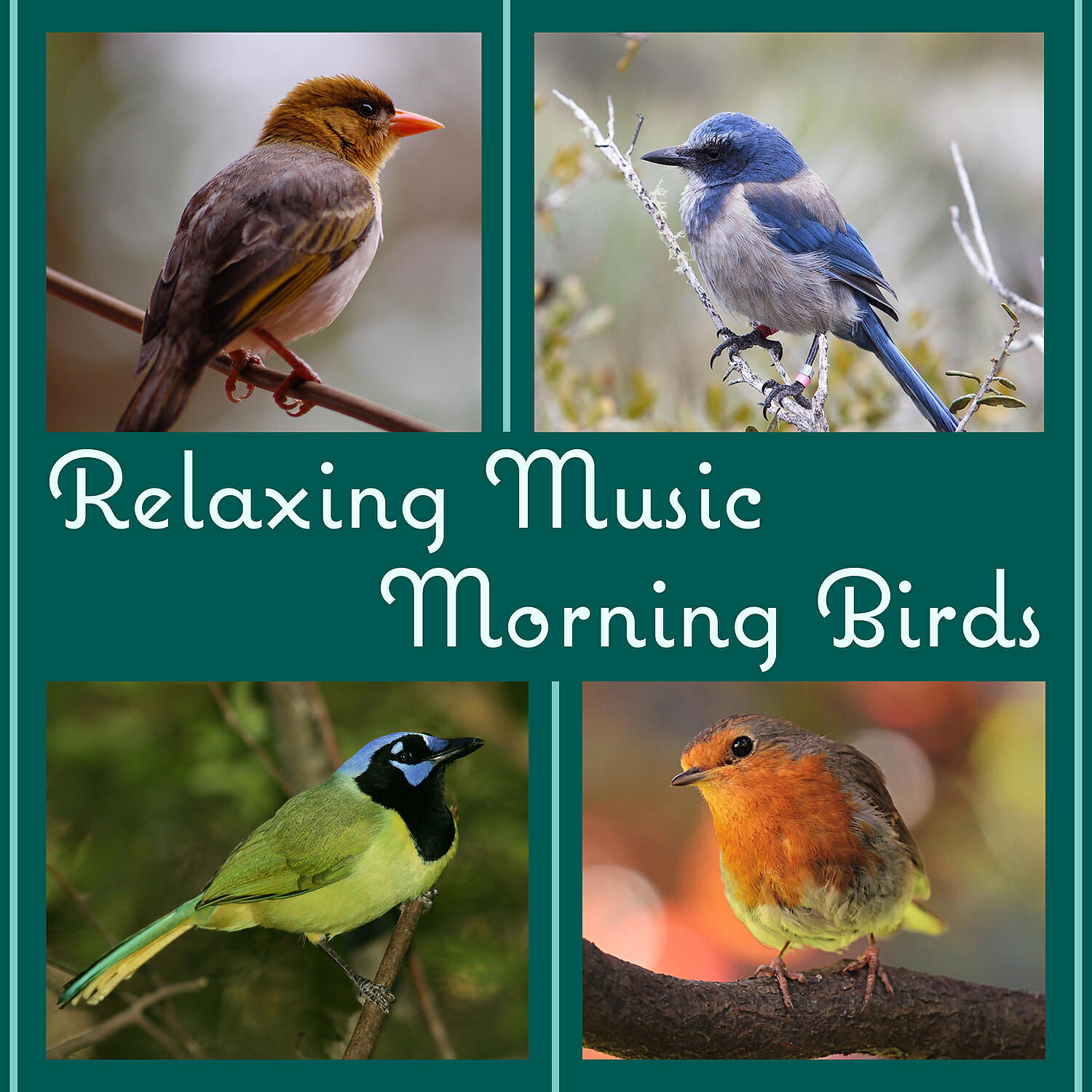 Calm Singing Birds Zone - Stress Relief Calm Oasis