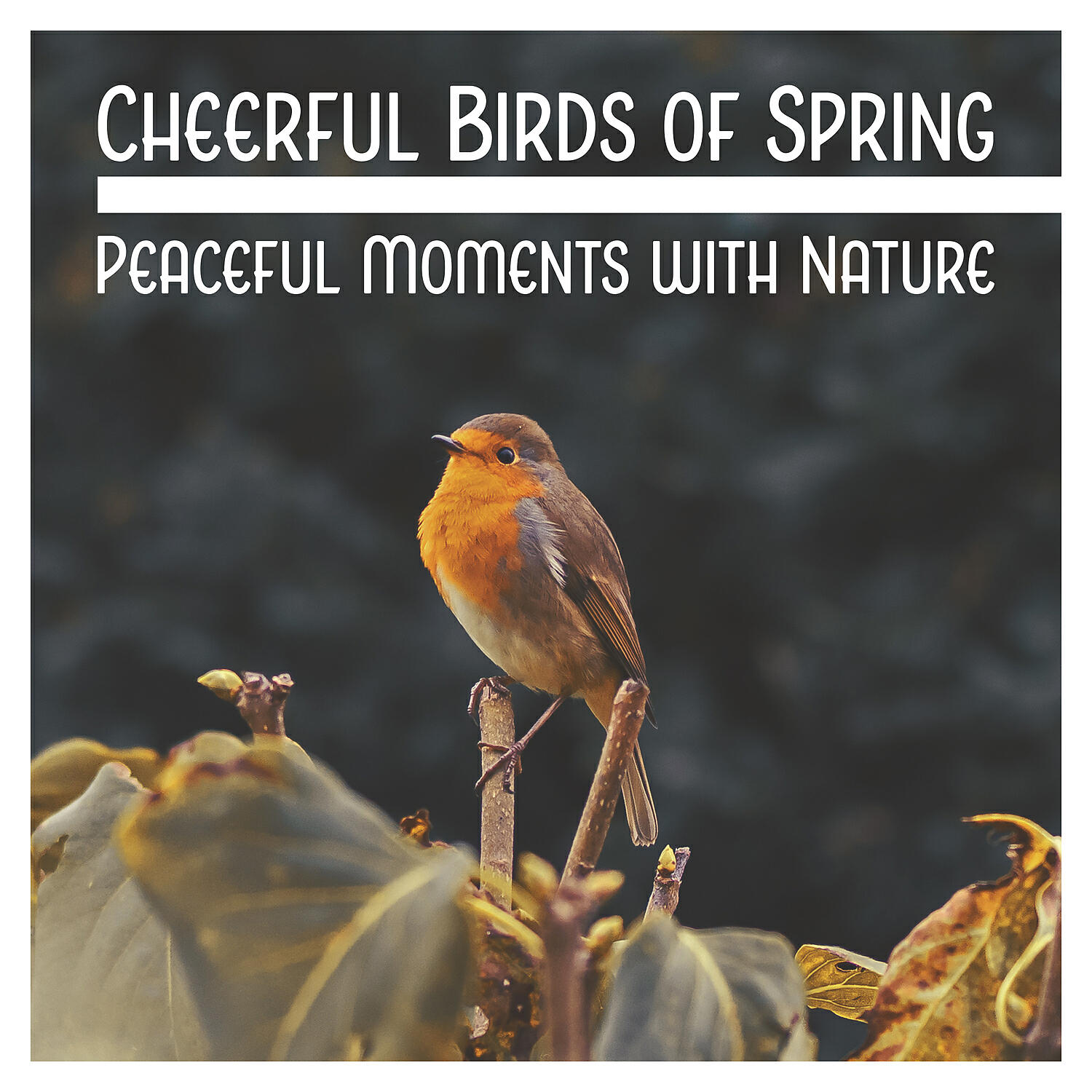 Close to Nature Music Ensemble - Night Tale: Peaceful Mind