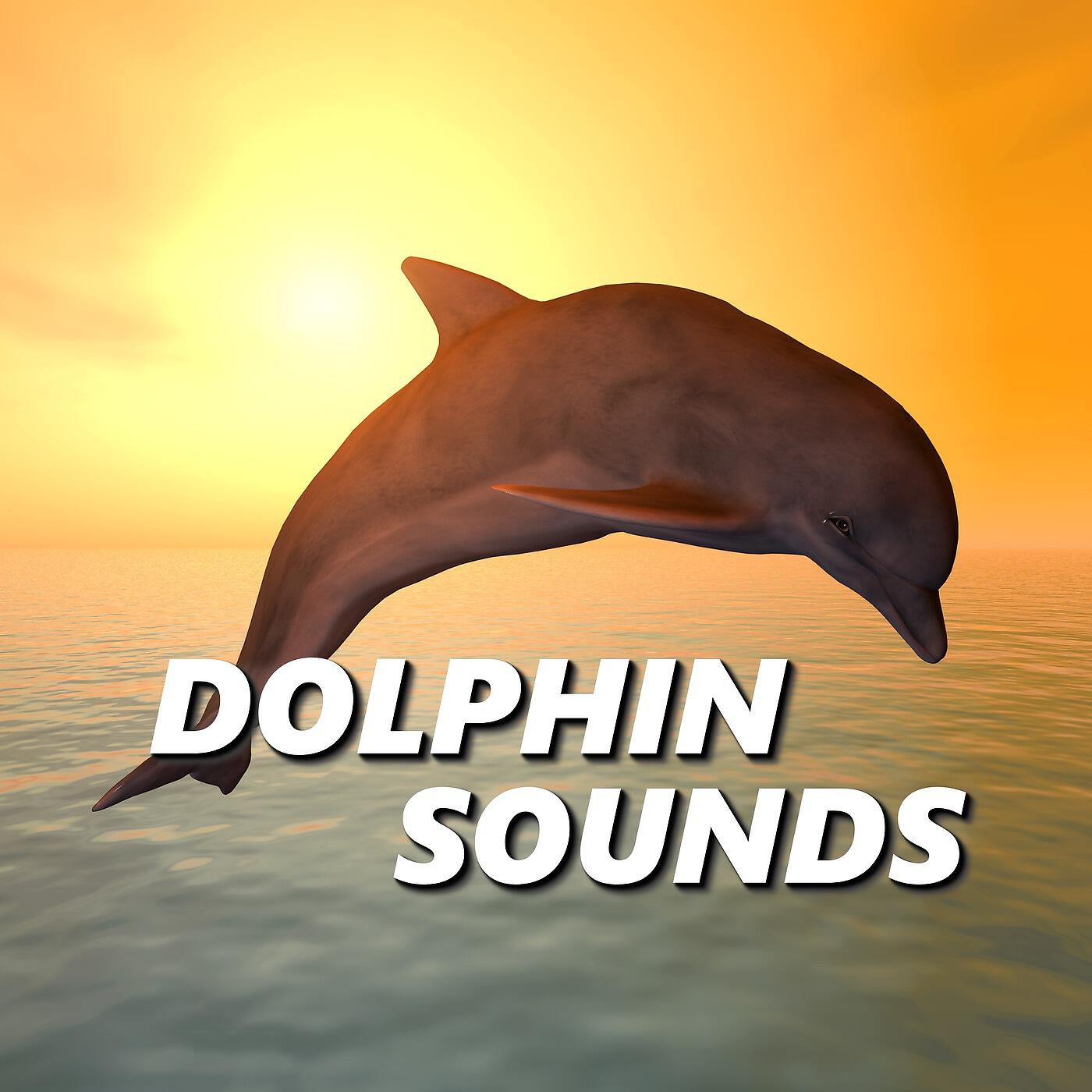 Dolphin Sounds - Brisk Bayside Dolphin Sounds