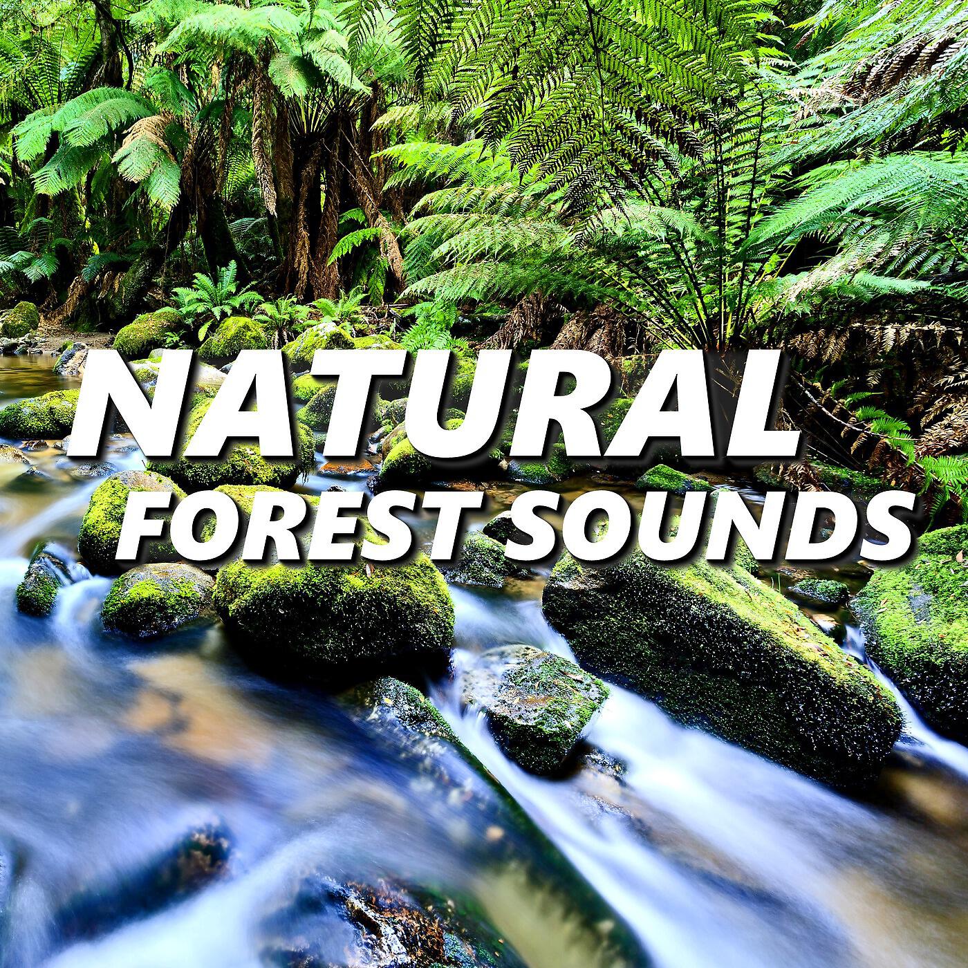 Natural Forest Sounds - Jovial Jungle & Rainforest Sounds