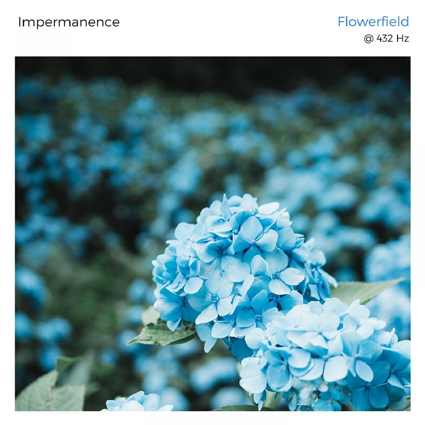 Impermanence - Flowerfield