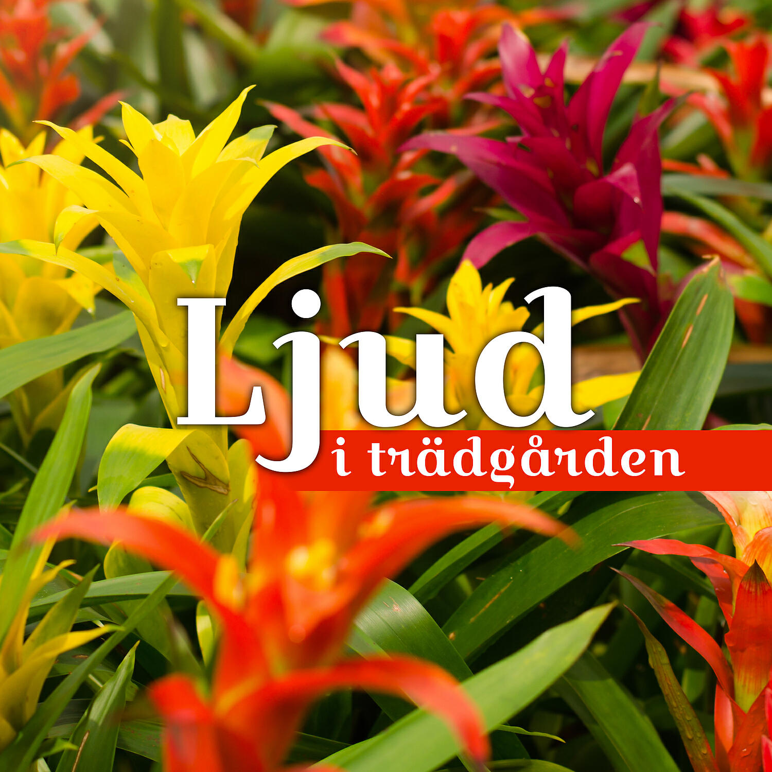 Lugn Musik Atmosfär - Energi stimulering
