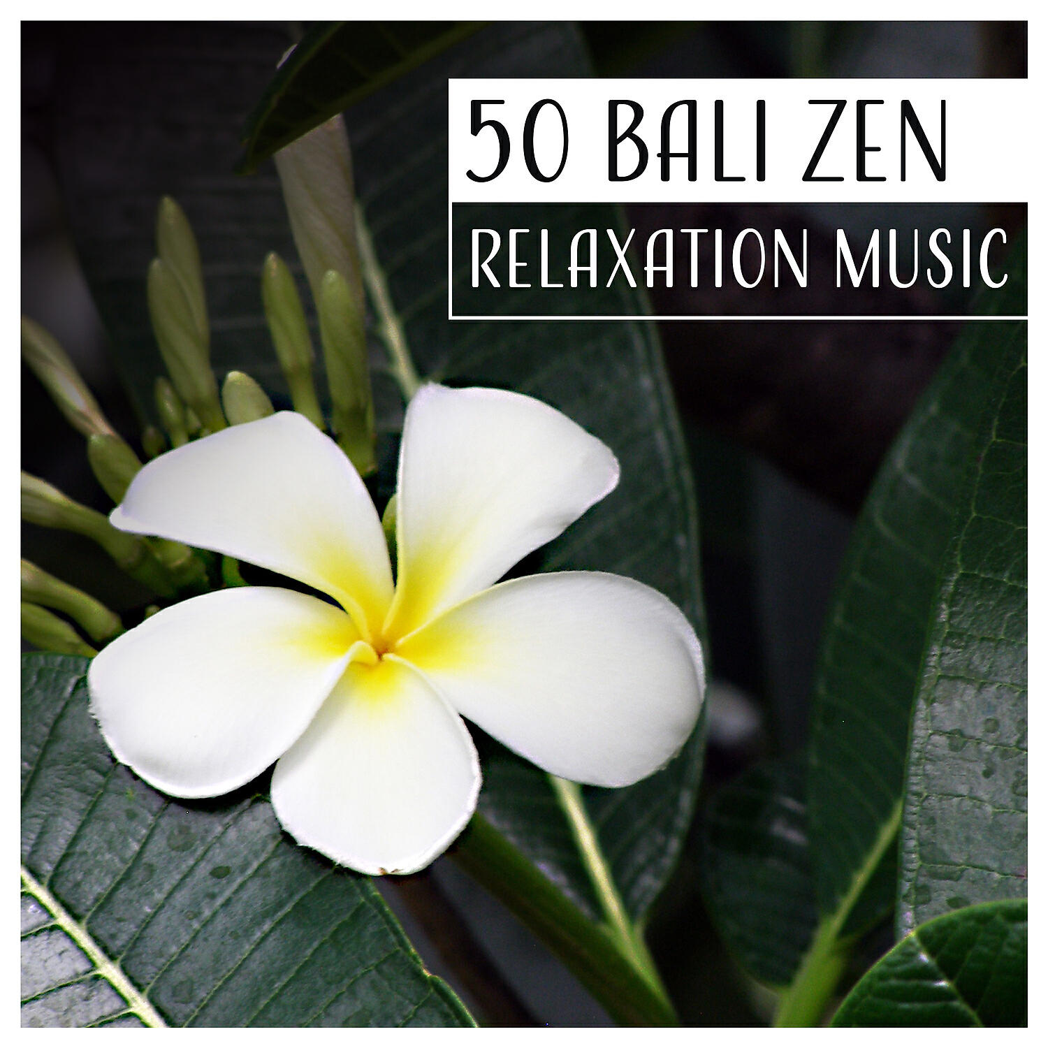 Natural Healing Music Zone - Bali Zen: Relaxation Music