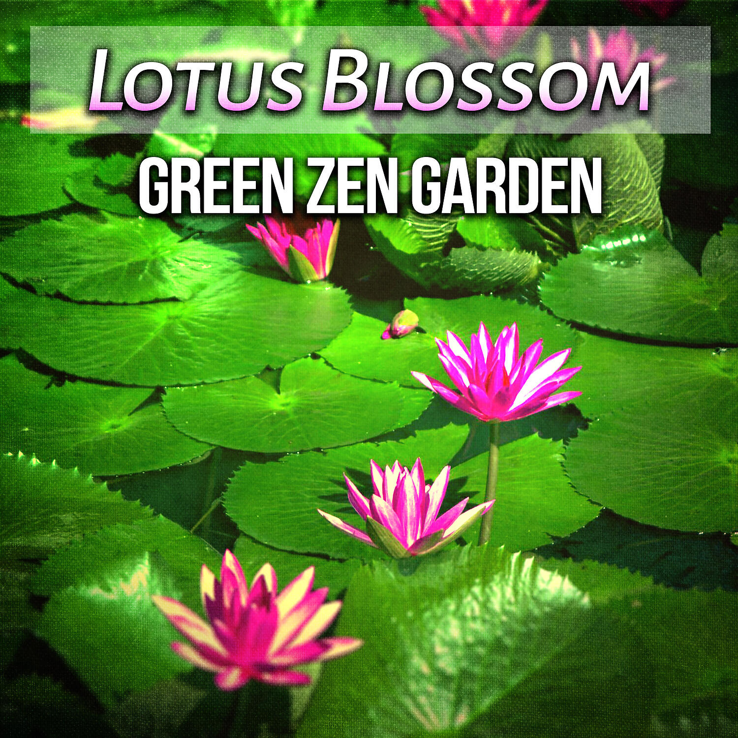 Garden of Zen Music - Oasis of Deep Meditation