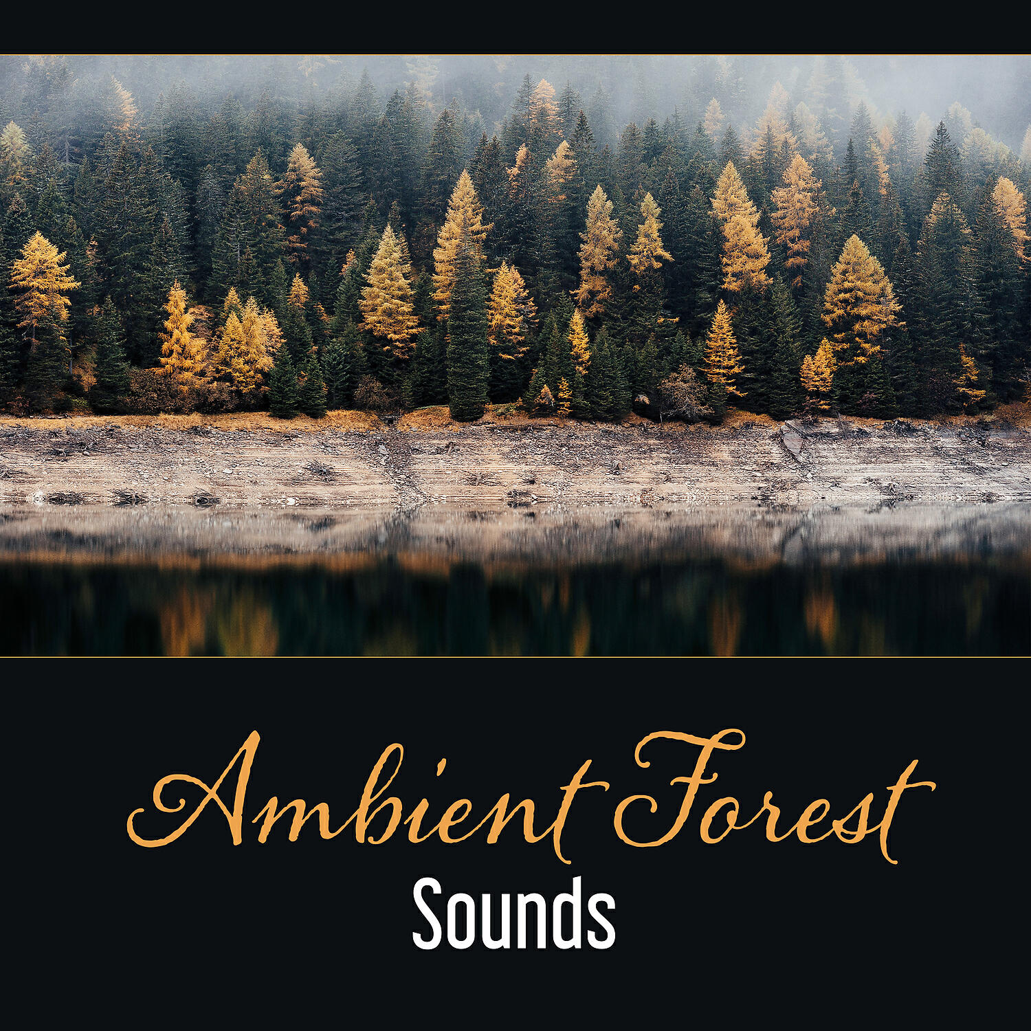 Nature Music Sanctuary - Mystery Forest, Deep Mindfulness