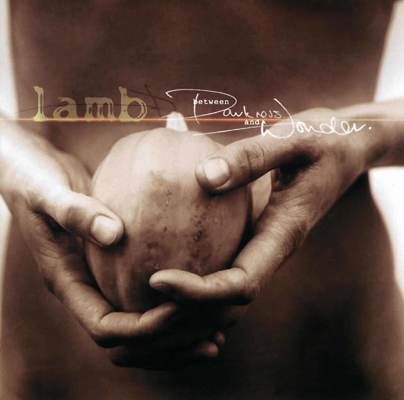 Lamb - Angelica