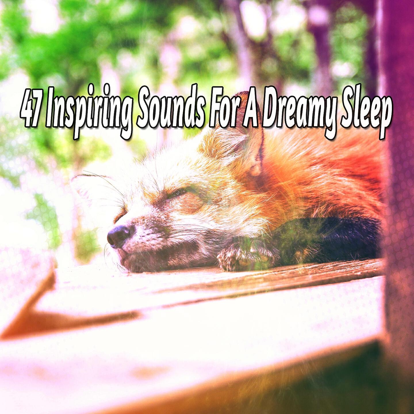 Baby Sweet Dream - Windy Searenity