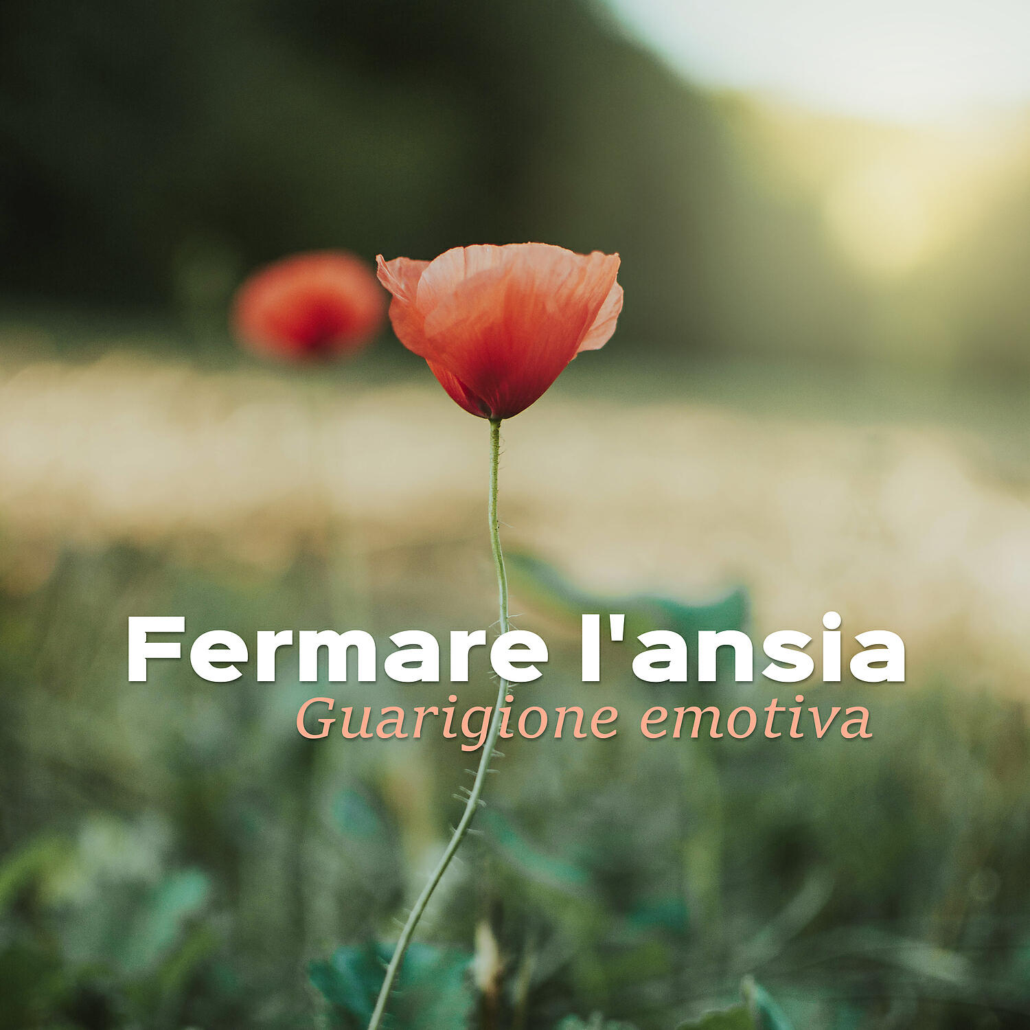 Musica Terapeutica Naturale - Sui miracoli