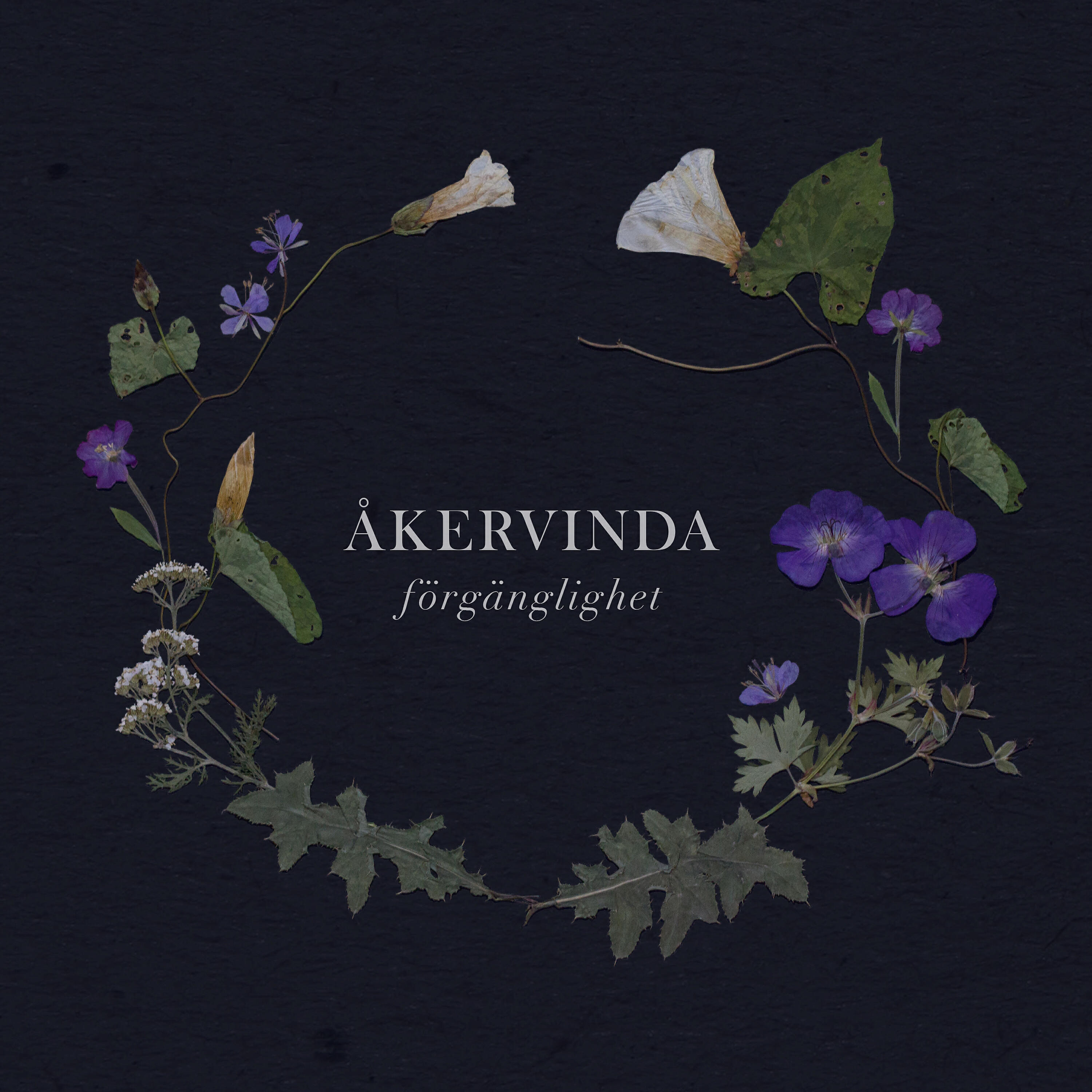 Åkervinda - Vårvindar friska