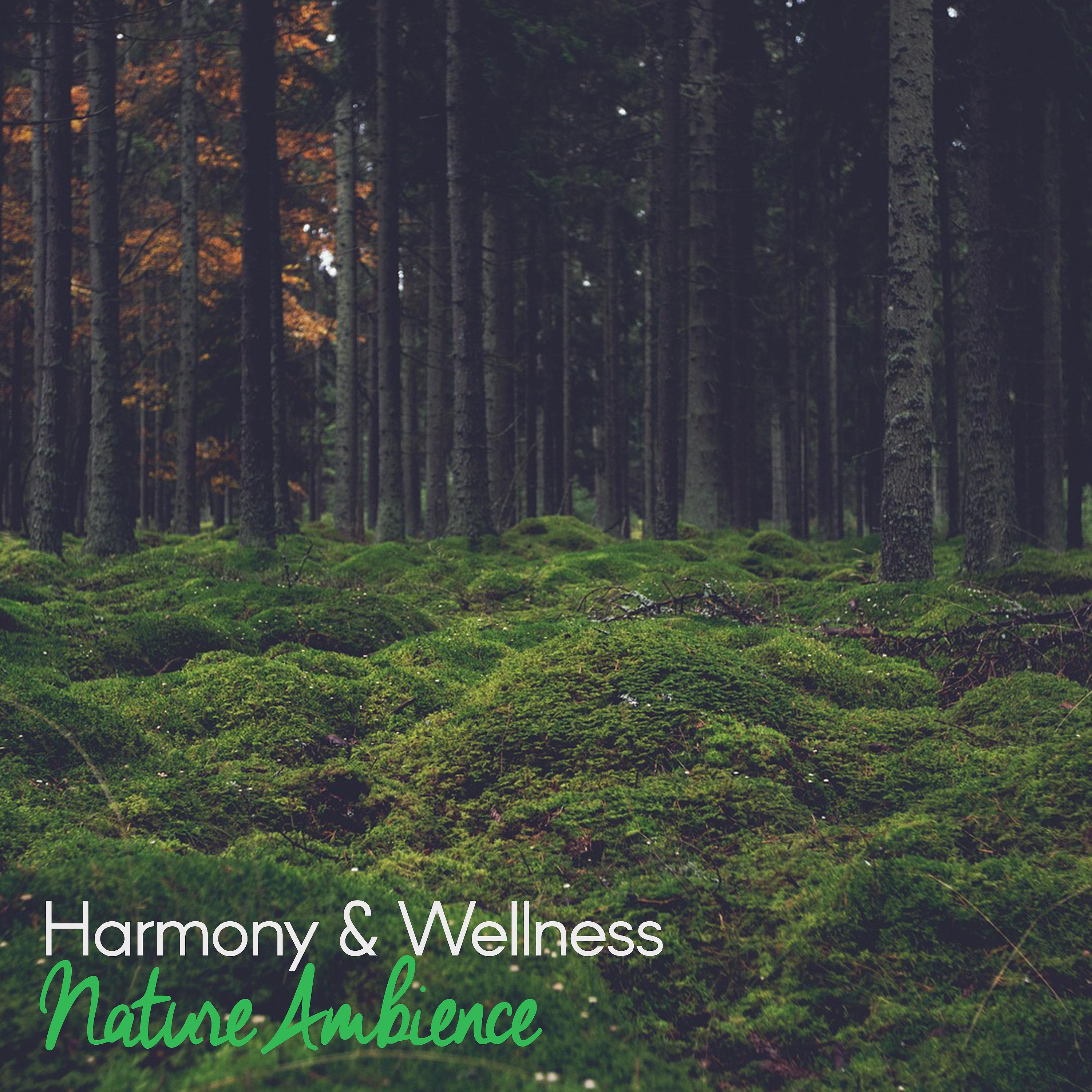 Постер альбома Harmony & Wellness: Nature Ambience