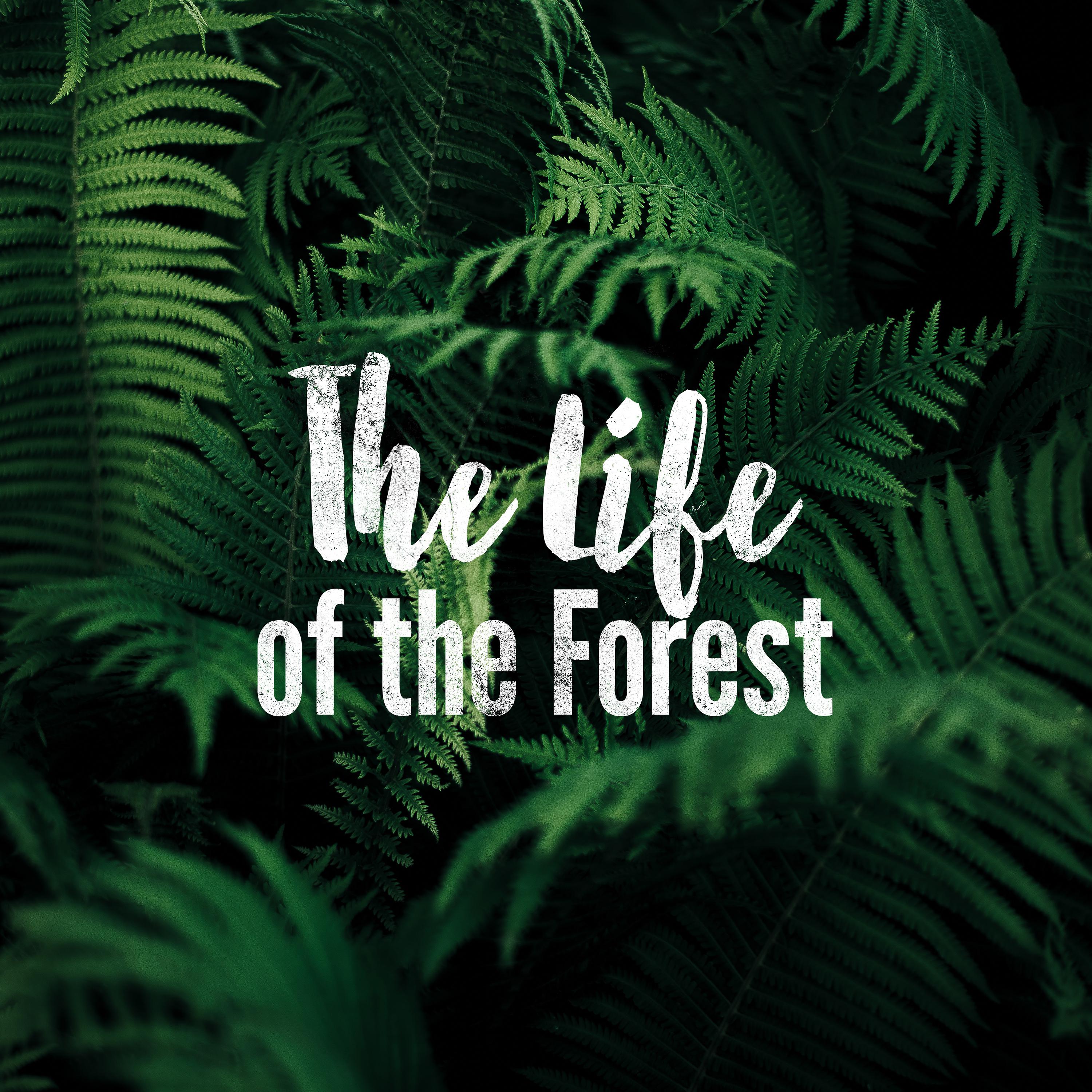 Постер альбома The Life of the Forest