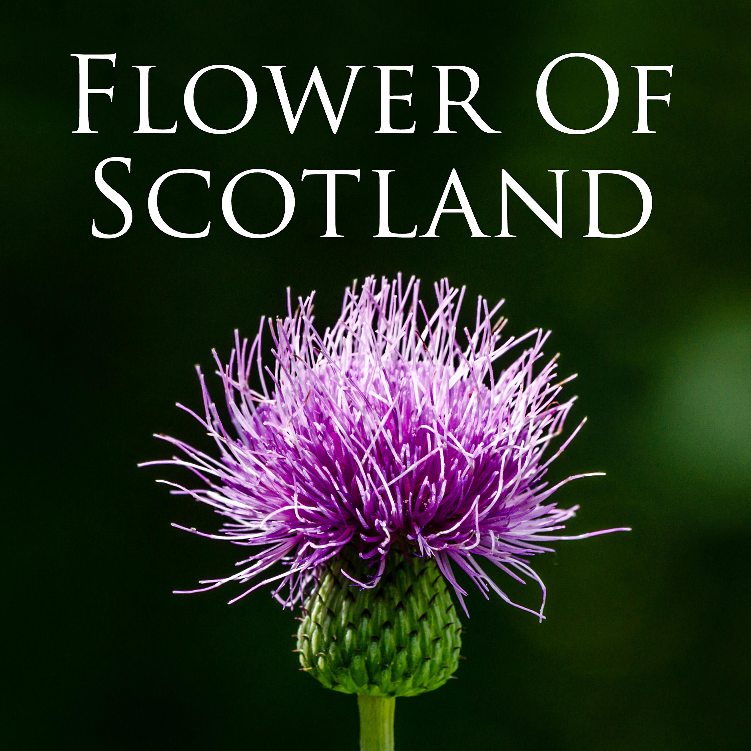 Scottish Power Pipe Band - 6/8 Marches - The Heights of Cassino / The Sweet Maid of Mull