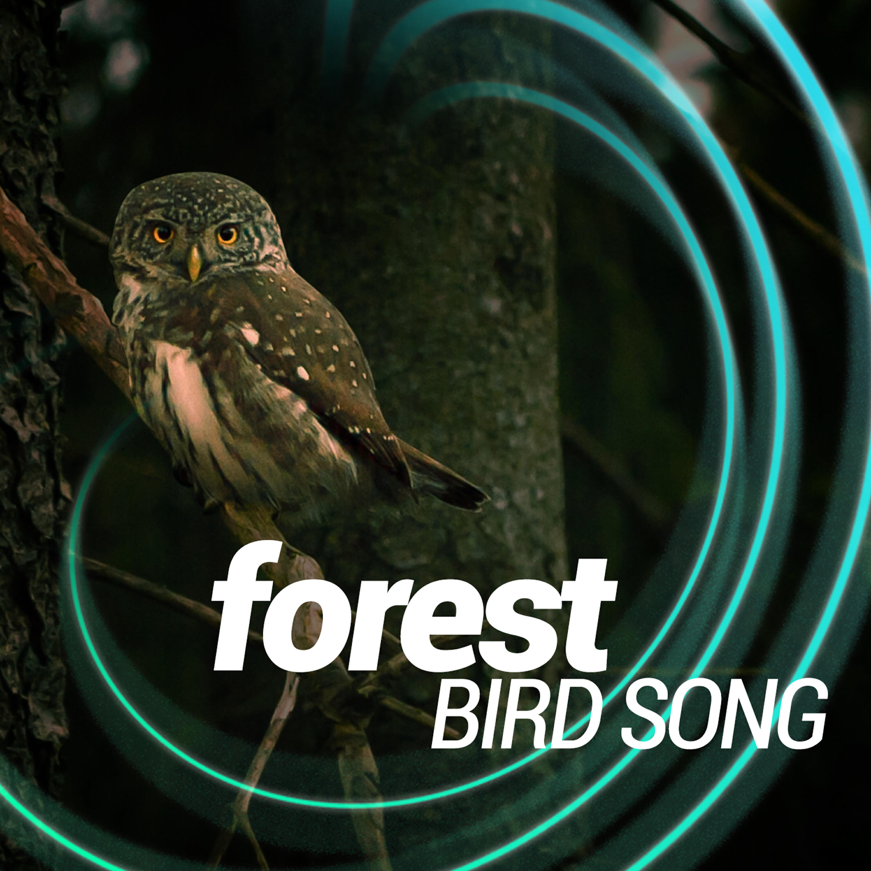 Forest Sounds Relaxing Spa Music Singing Birds - Brookside Birdlife