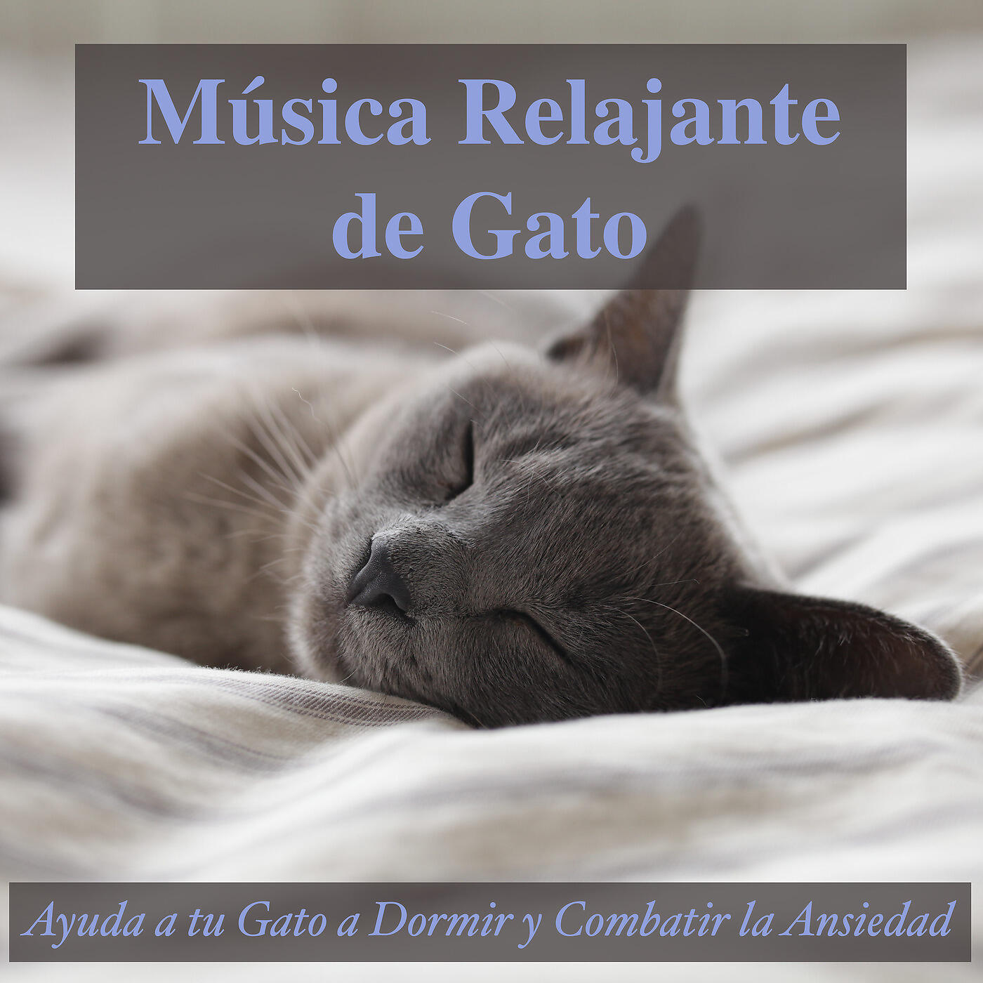 RelaxMyCat - Playas Arenosas