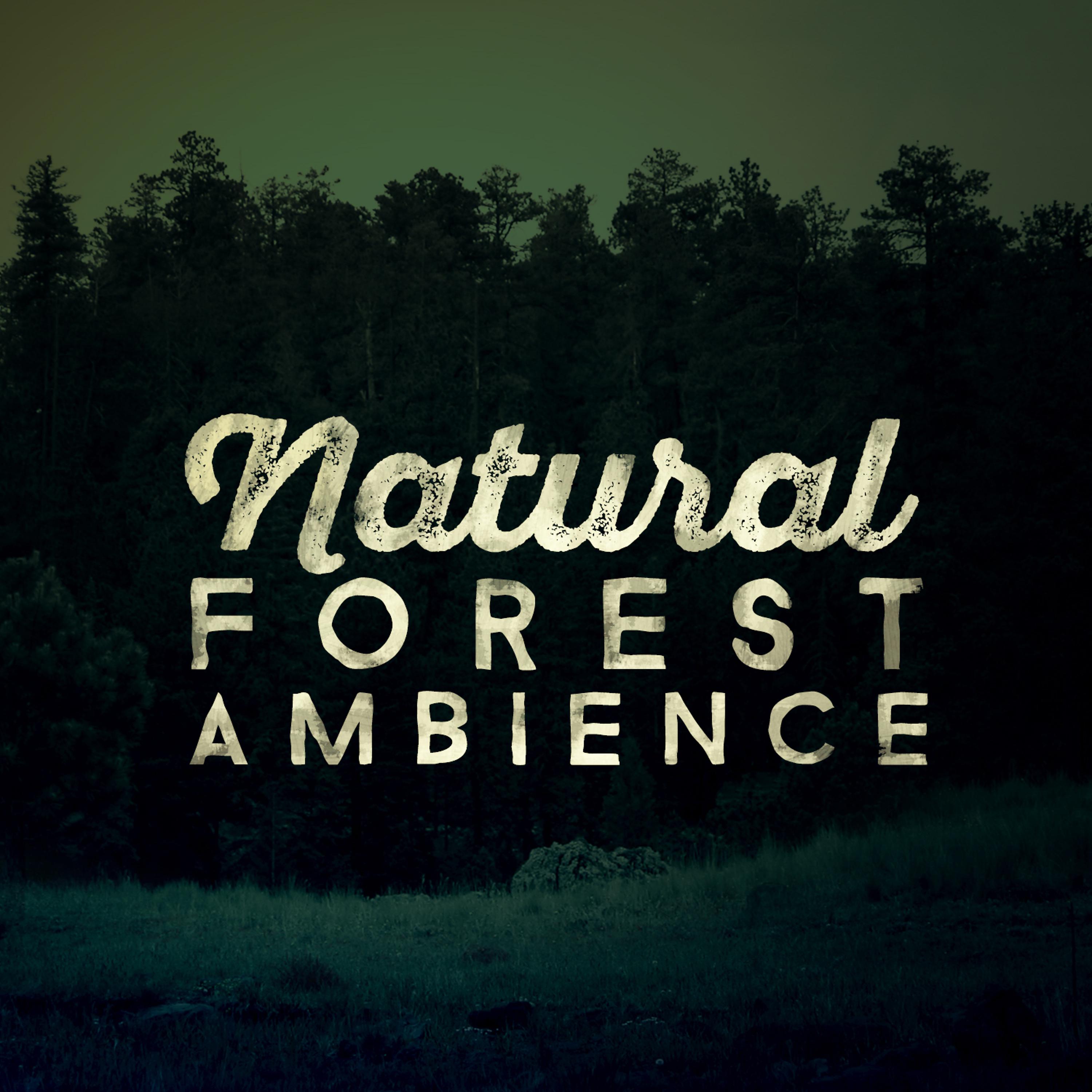 Постер альбома Natural Forest Ambiences