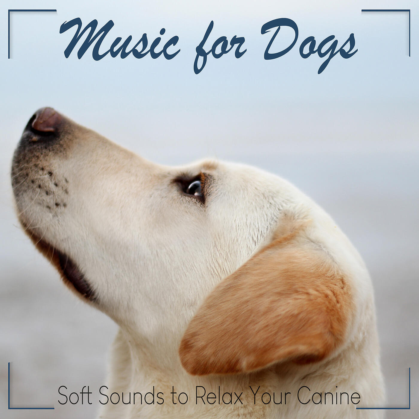 RelaxMyDog - Chill out Time
