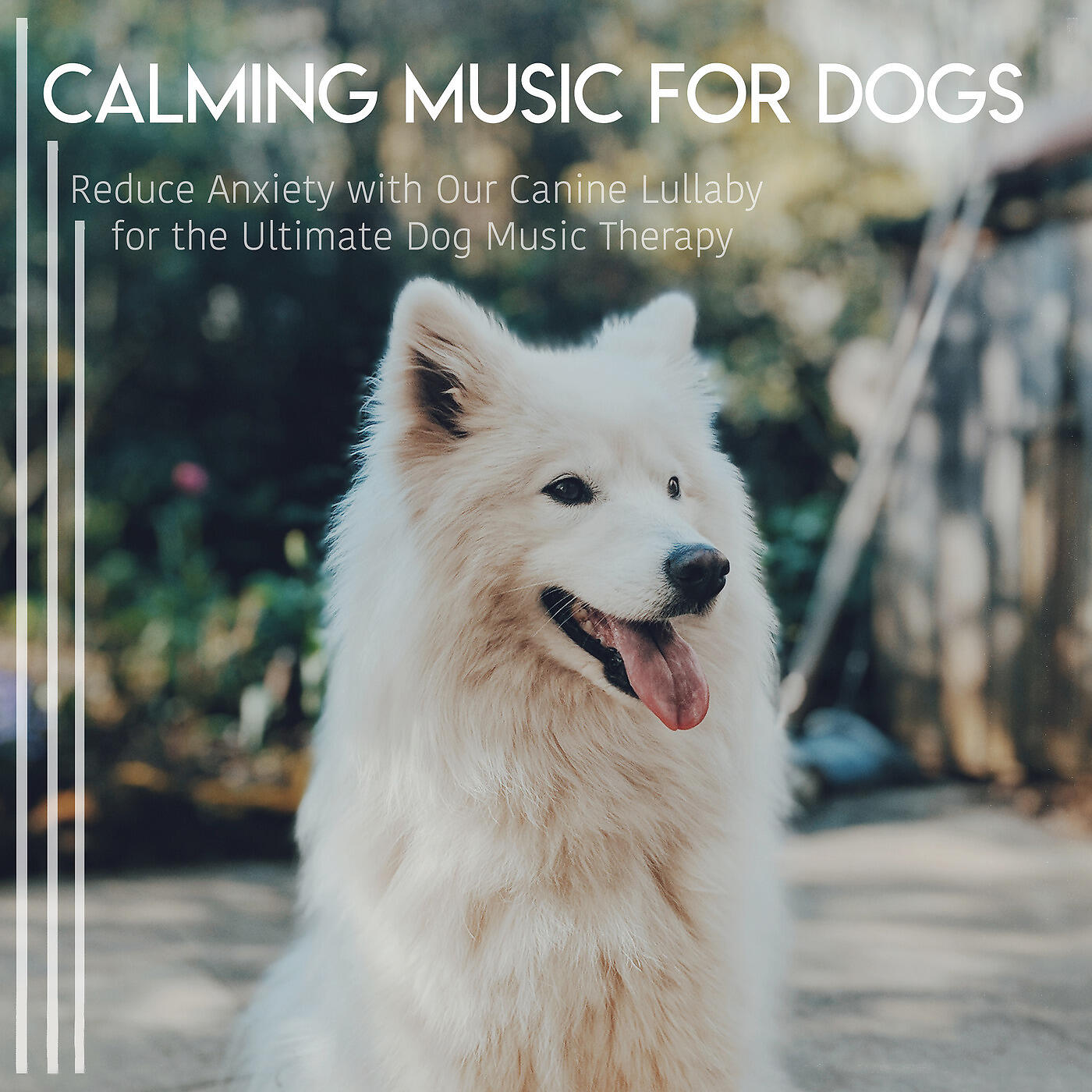 Dog Music Dreams - A Dog Music Experience
