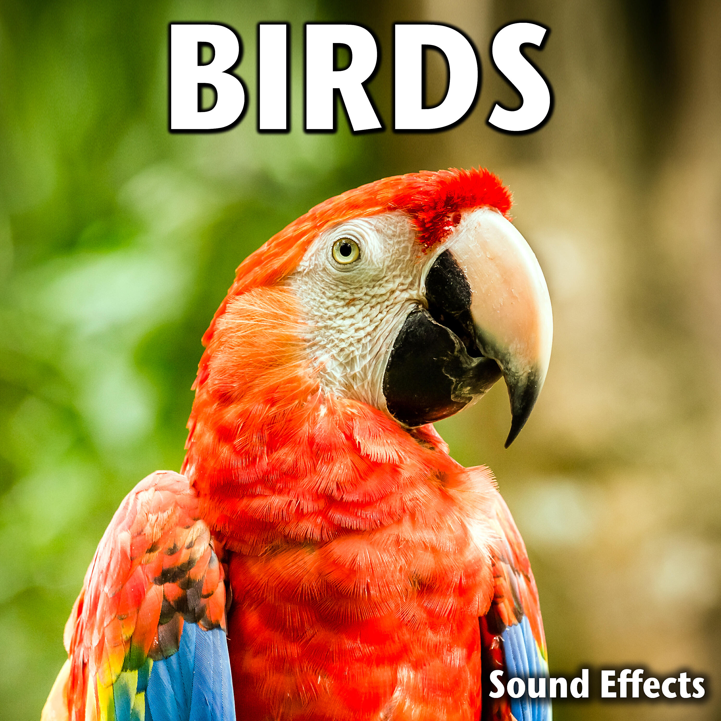 Sound Ideas - Singapore Indoor Bird Atrium Medium Ambience (Version 2)
