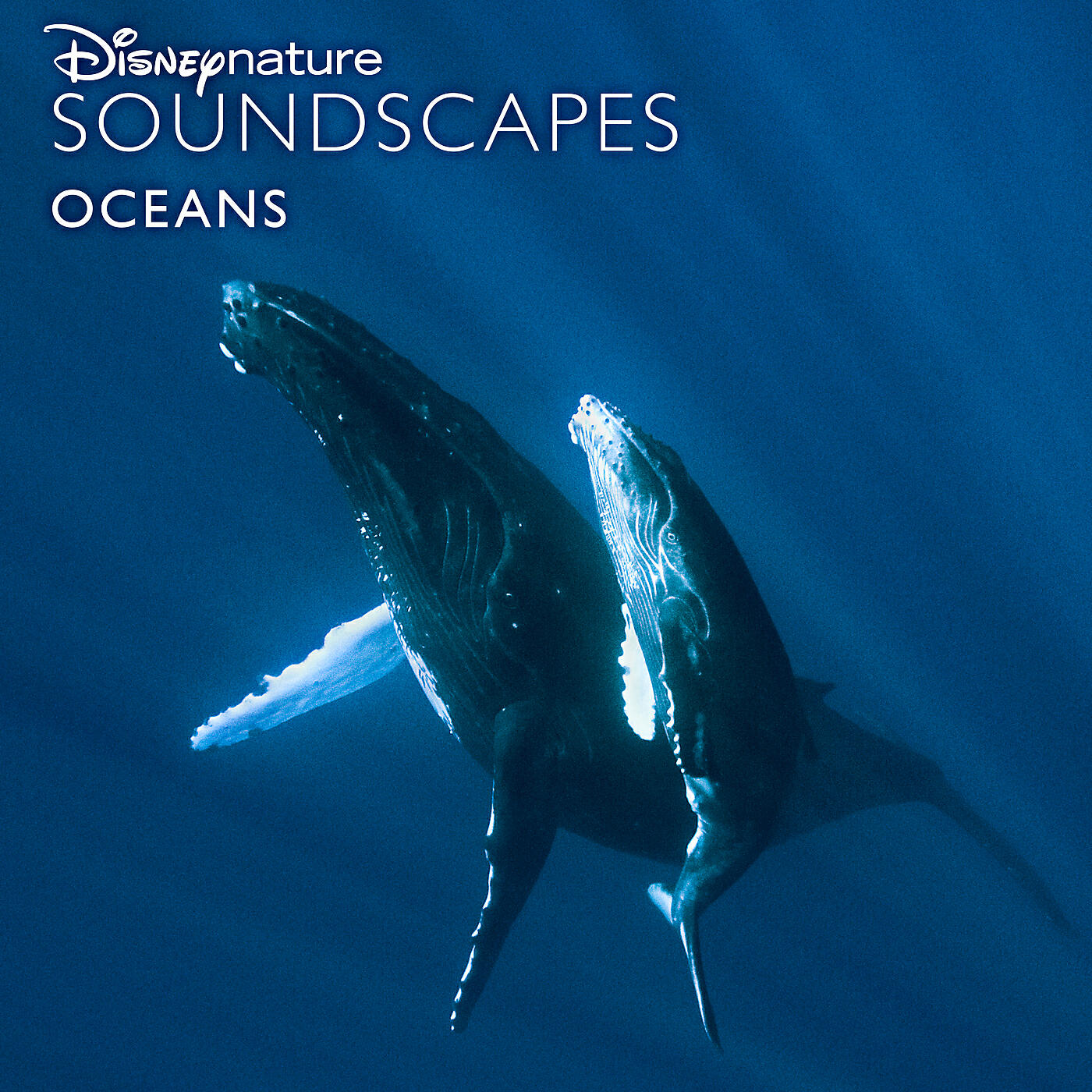 Disneynature Soundscapes - Bait Ball, Swarms of Fish