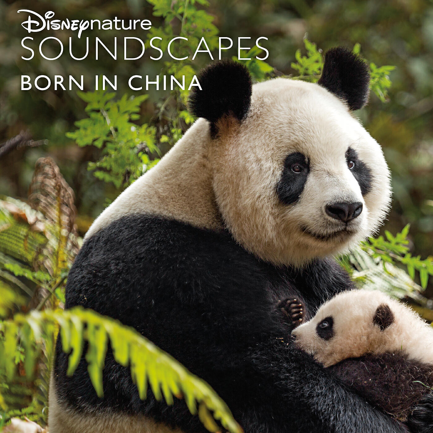 Disneynature Soundscapes - Marmots on the Plains