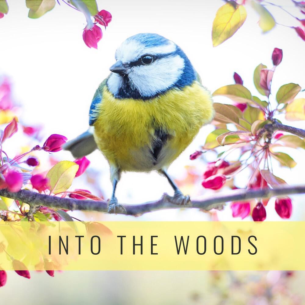 Nature Sounds - Meditative Bird Sounds